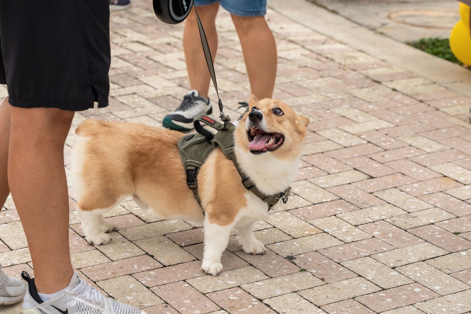 A happy Corgi dog wearing a harness walks on brick pavement with its owner.