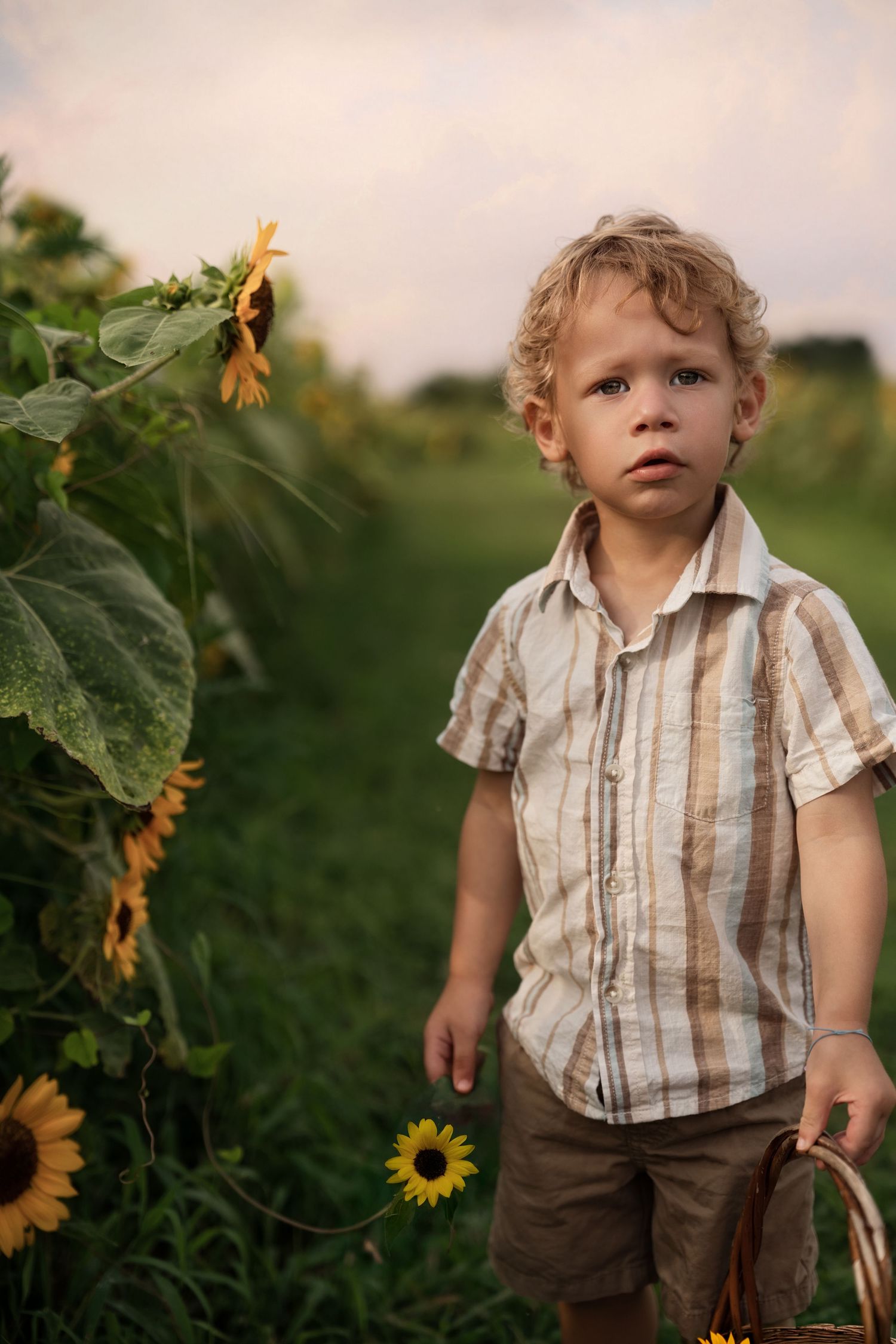 Young child in striped shirt explores sunflower field during golden hour.