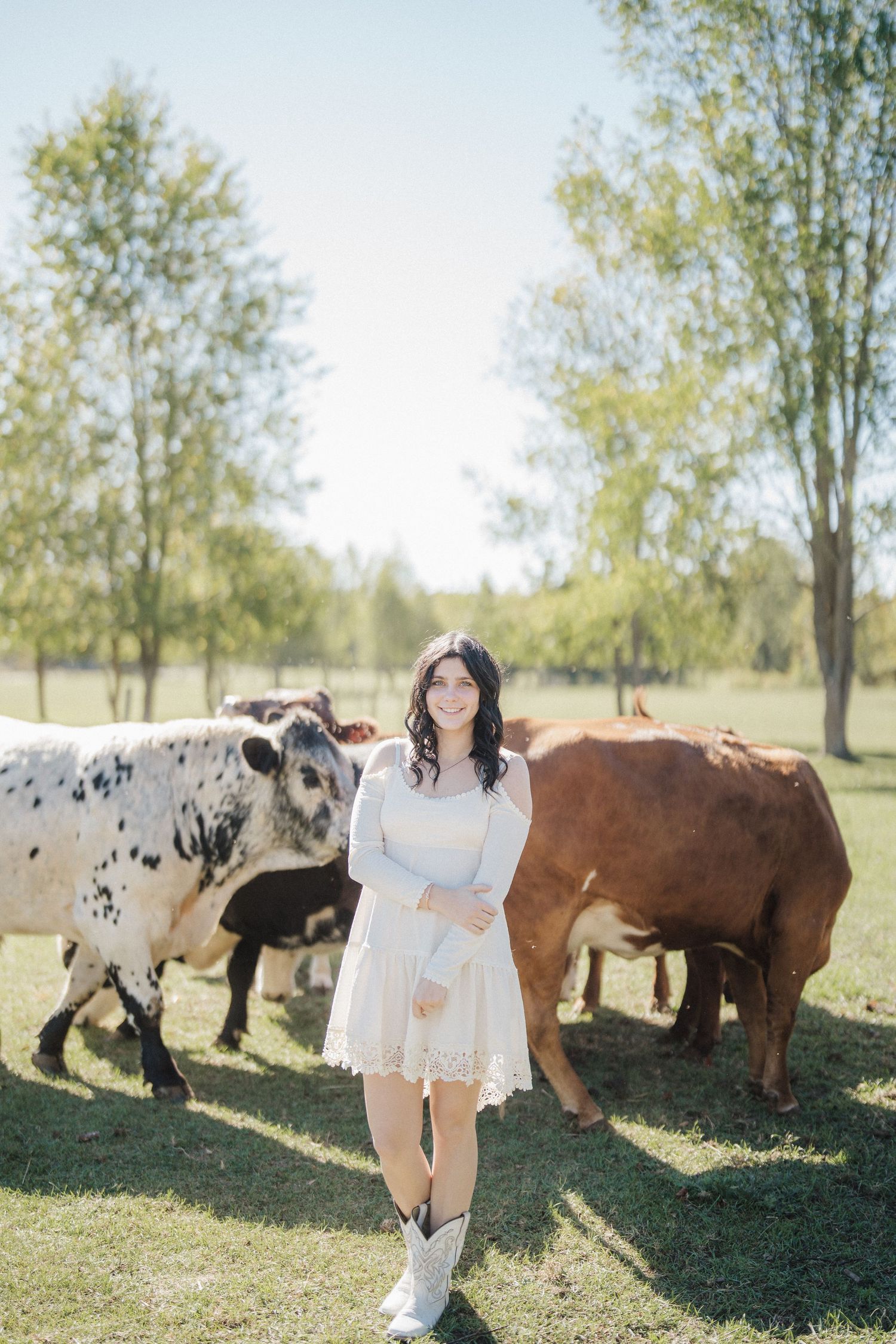 A white lace dress contrasts beautifully against grazing cows in a sunny pastoral field.