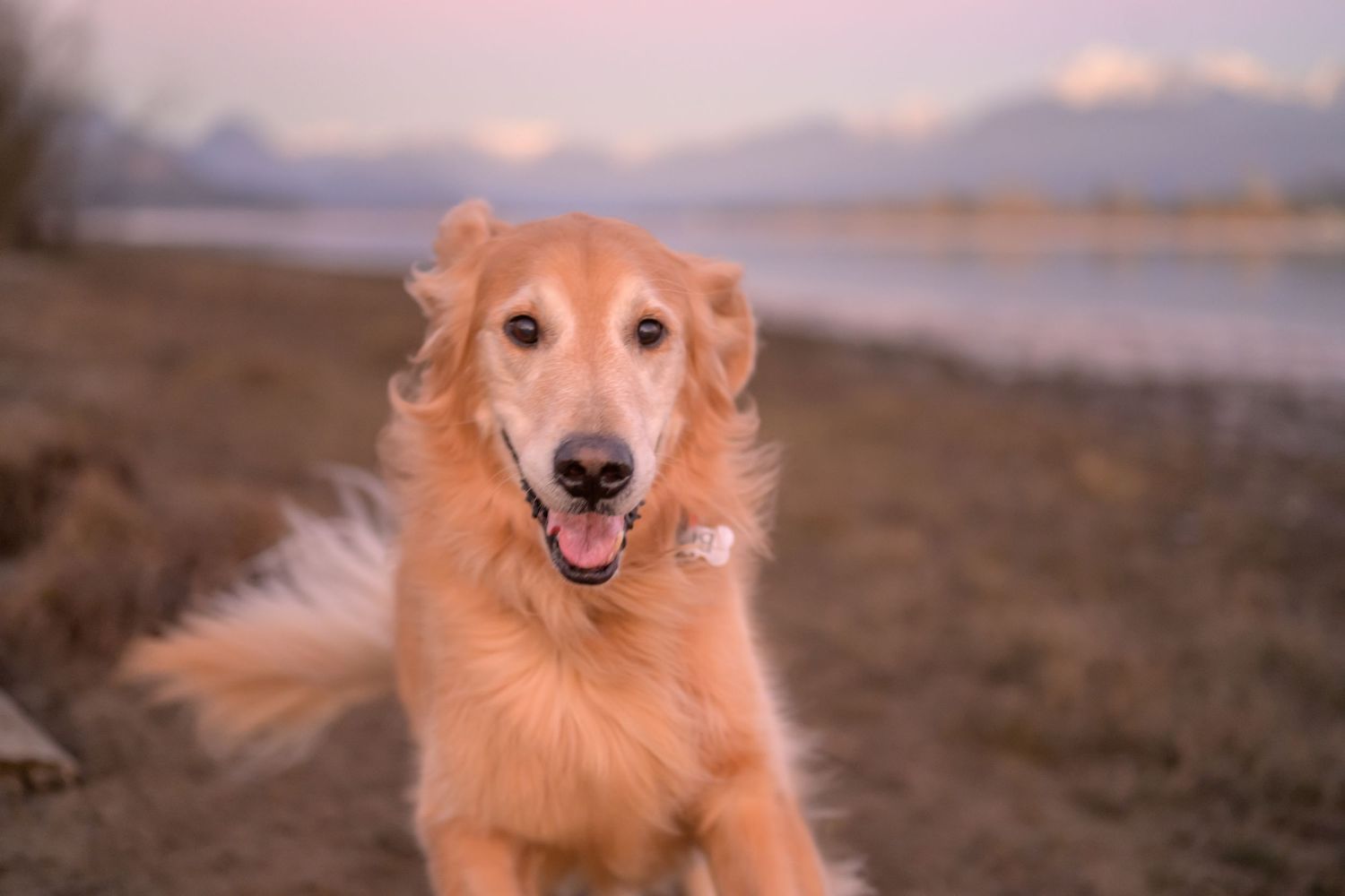 A happy golden retriever dog poses on the beach at sunset.