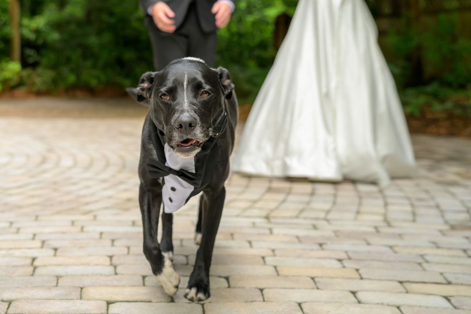 Black dog wearing a bow tie walks down a brick path at a wedding with bride and groom in background.
