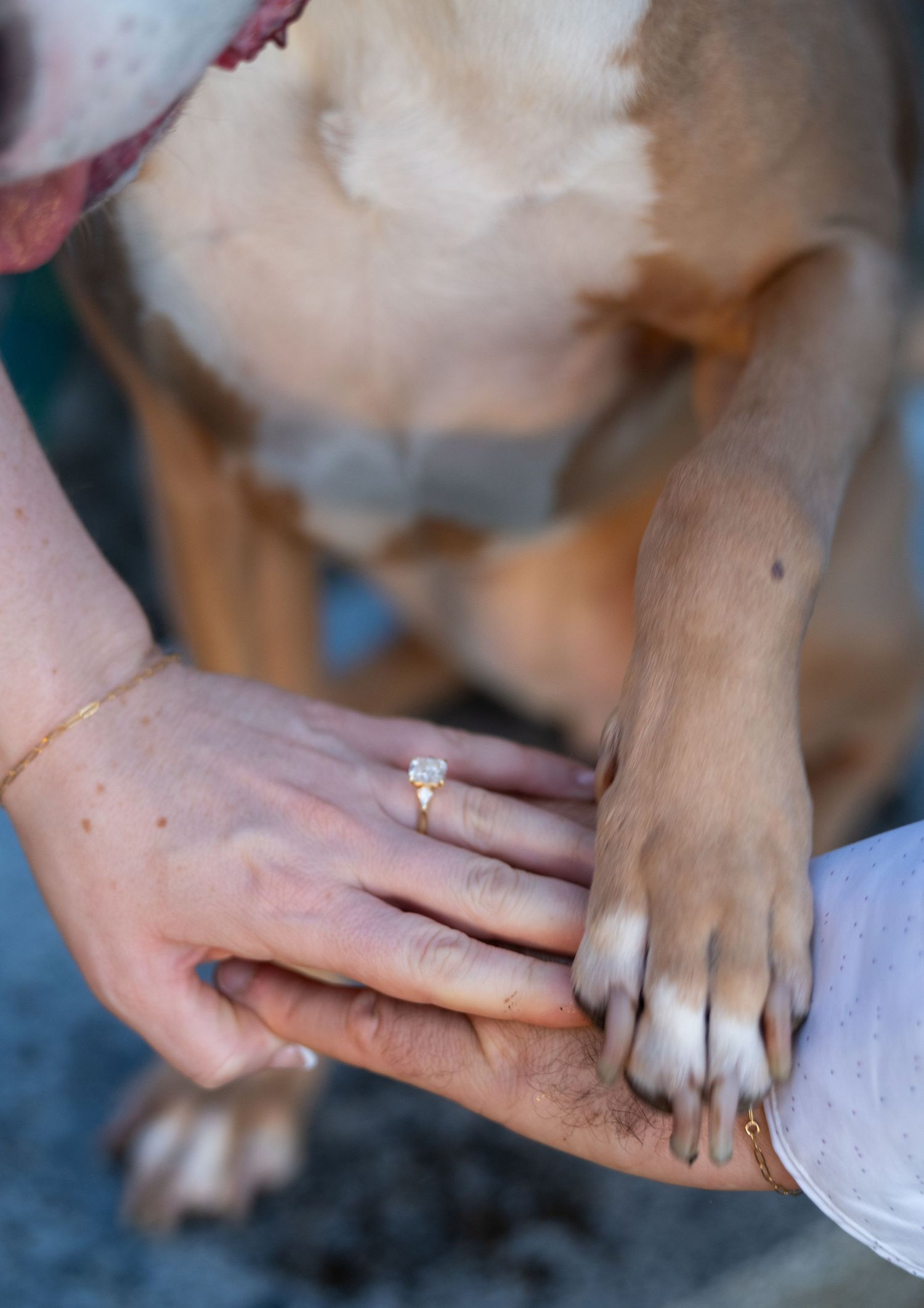 Close-up of hands with diamond engagement ring resting on a dog's paw, symbolizing love and pet inclusion.