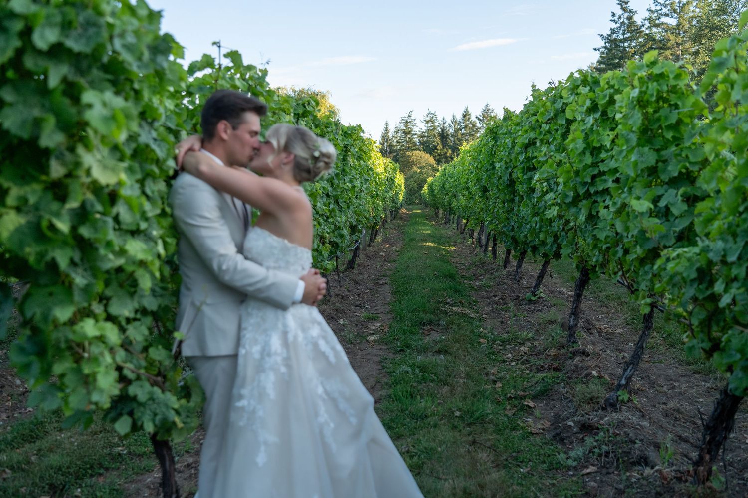 Bride and groom embracing romantically between lush green vineyard rows during outdoor wedding photography session.