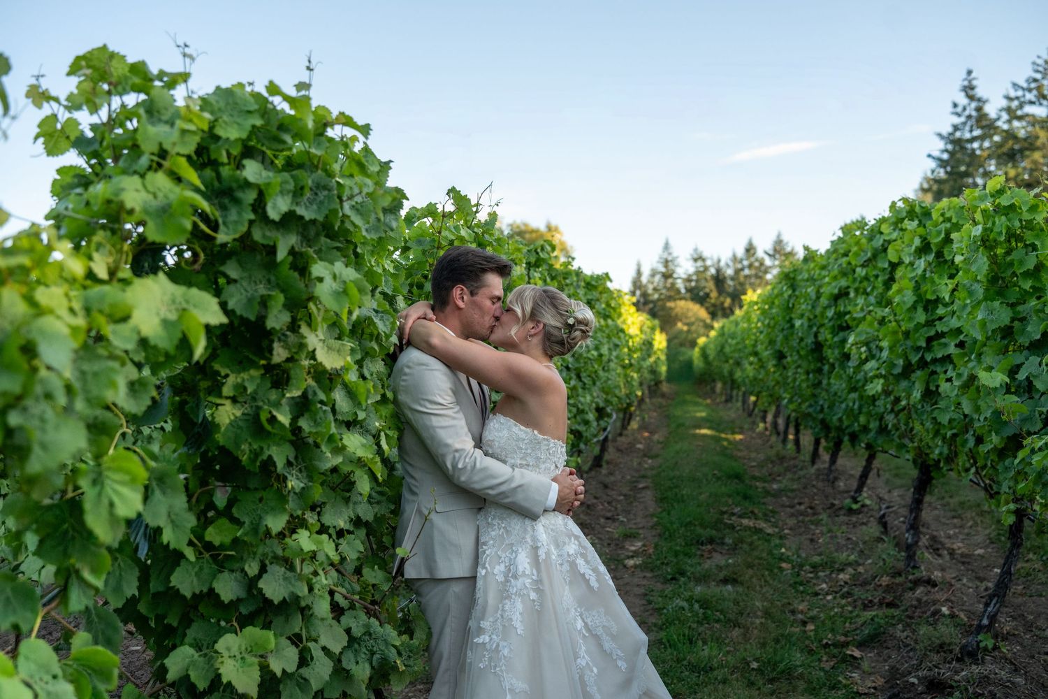 Bride and groom kissing in a lush vineyard, surrounded by green grapevines, wearing wedding attire on a clear day.