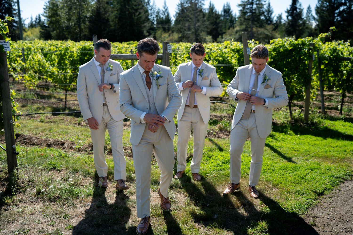 Four groomsmen in tan suits adjusting their ties and cufflinks in a sunny vineyard on a wedding day.