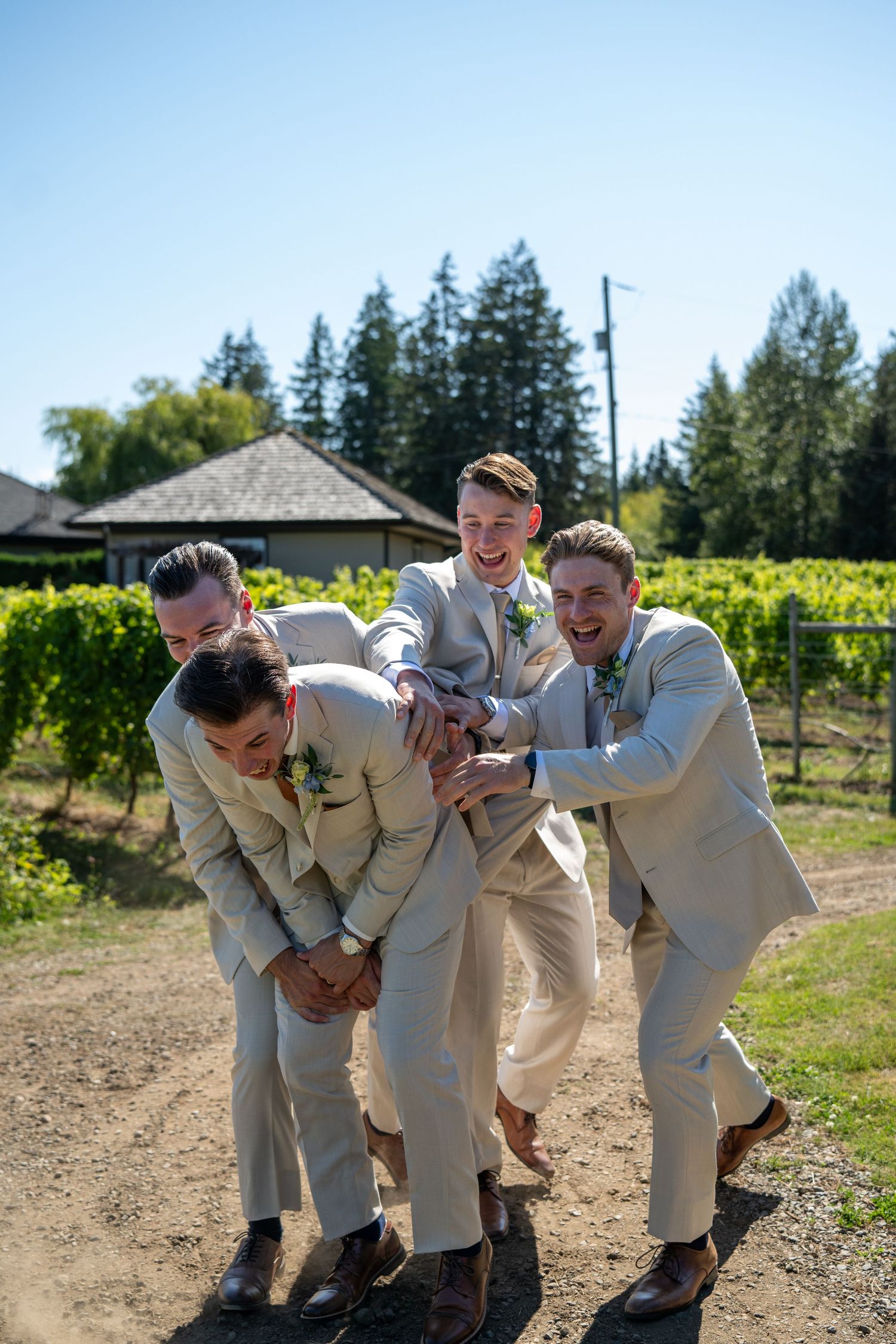 Groomsmen in tan suits laughing and lifting groom at vineyard wedding on sunny day.