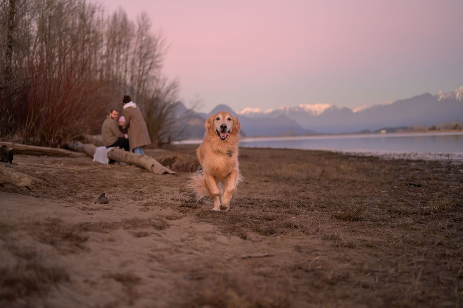 A happy golden retriever dog plays and poses along a scenic beach shoreline at sunset. View of Golden Ears mountains from Port Coquitlam