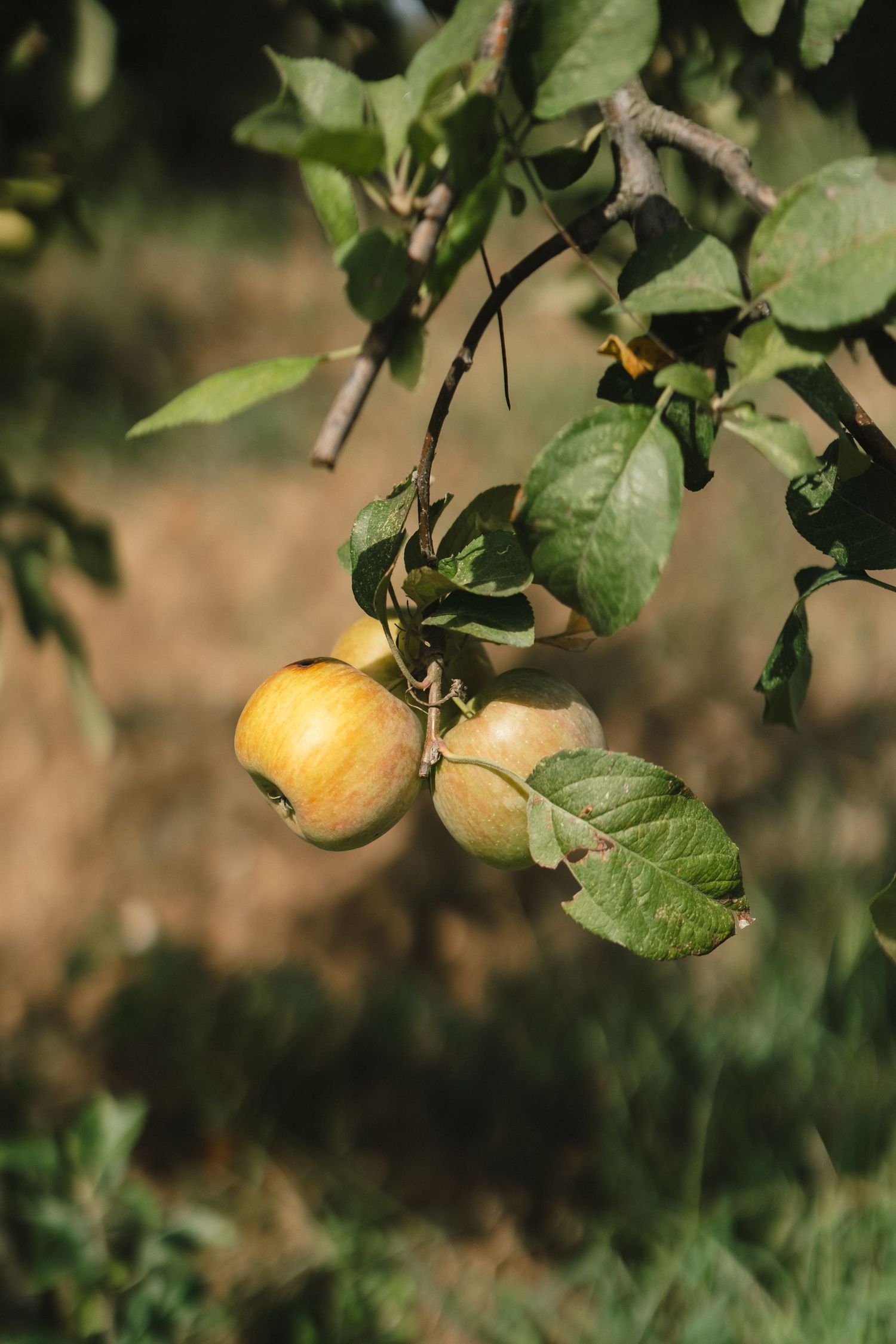 Yellow apples ripening on a tree branch surrounded by green leaves in a sunlit orchard.