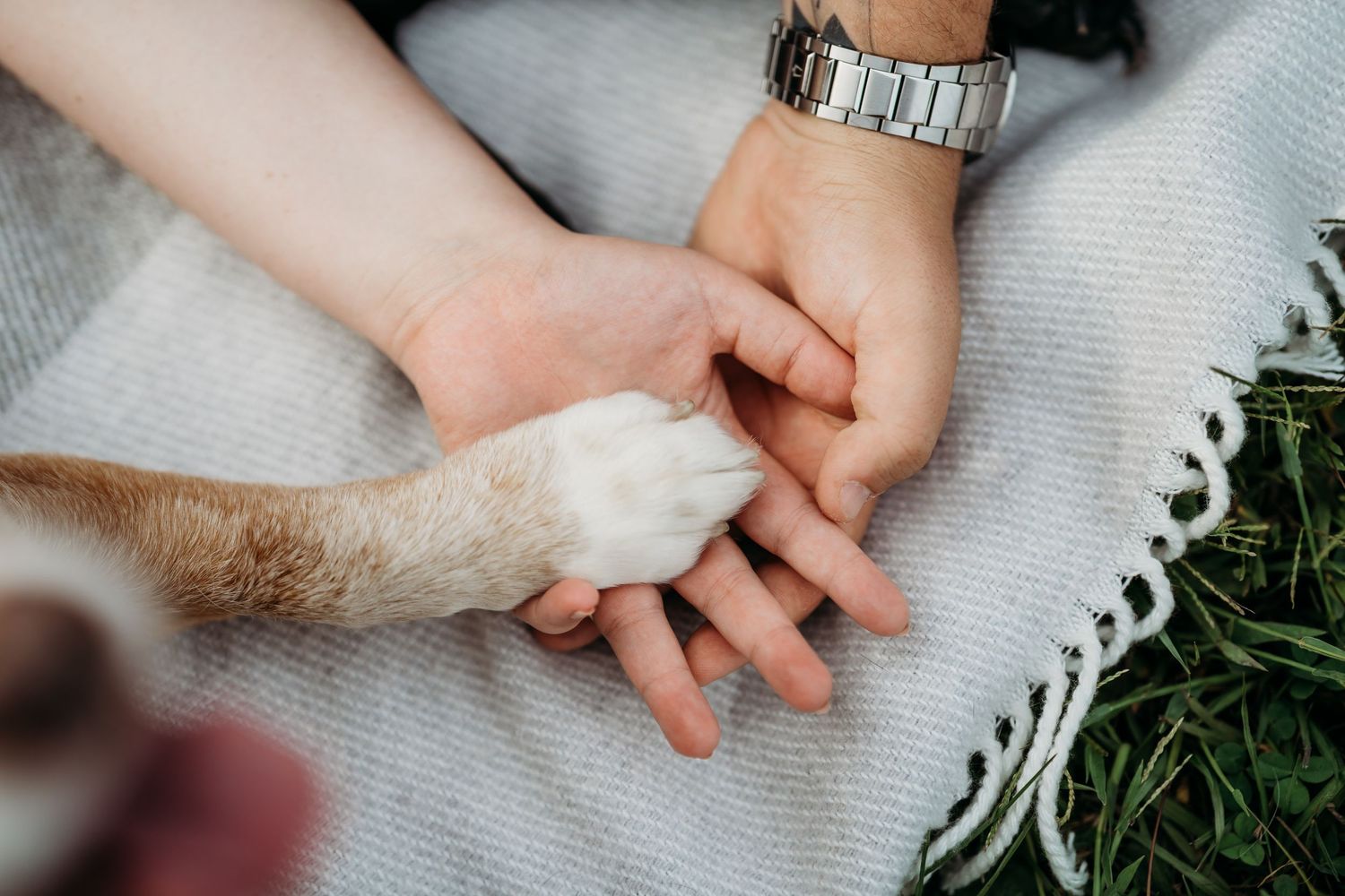 Two human hands gently holding a dog's white paw on a soft gray blanket outdoors.