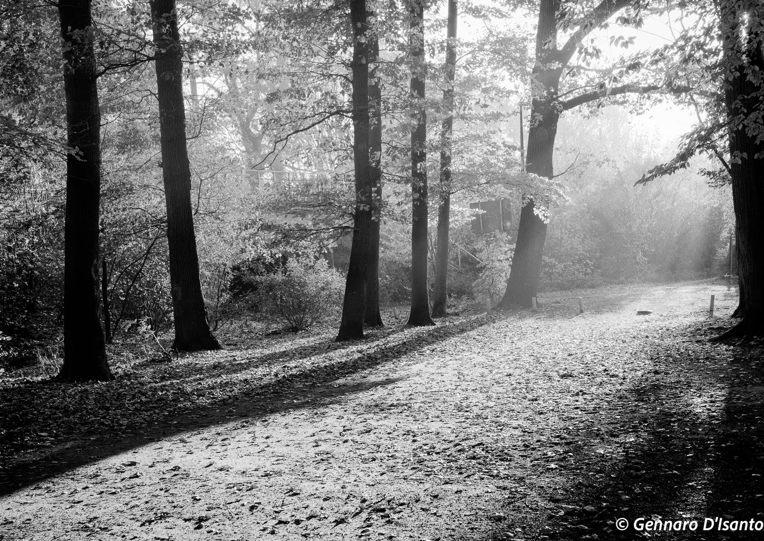 morning light, Jezioro rusałka, poznań
