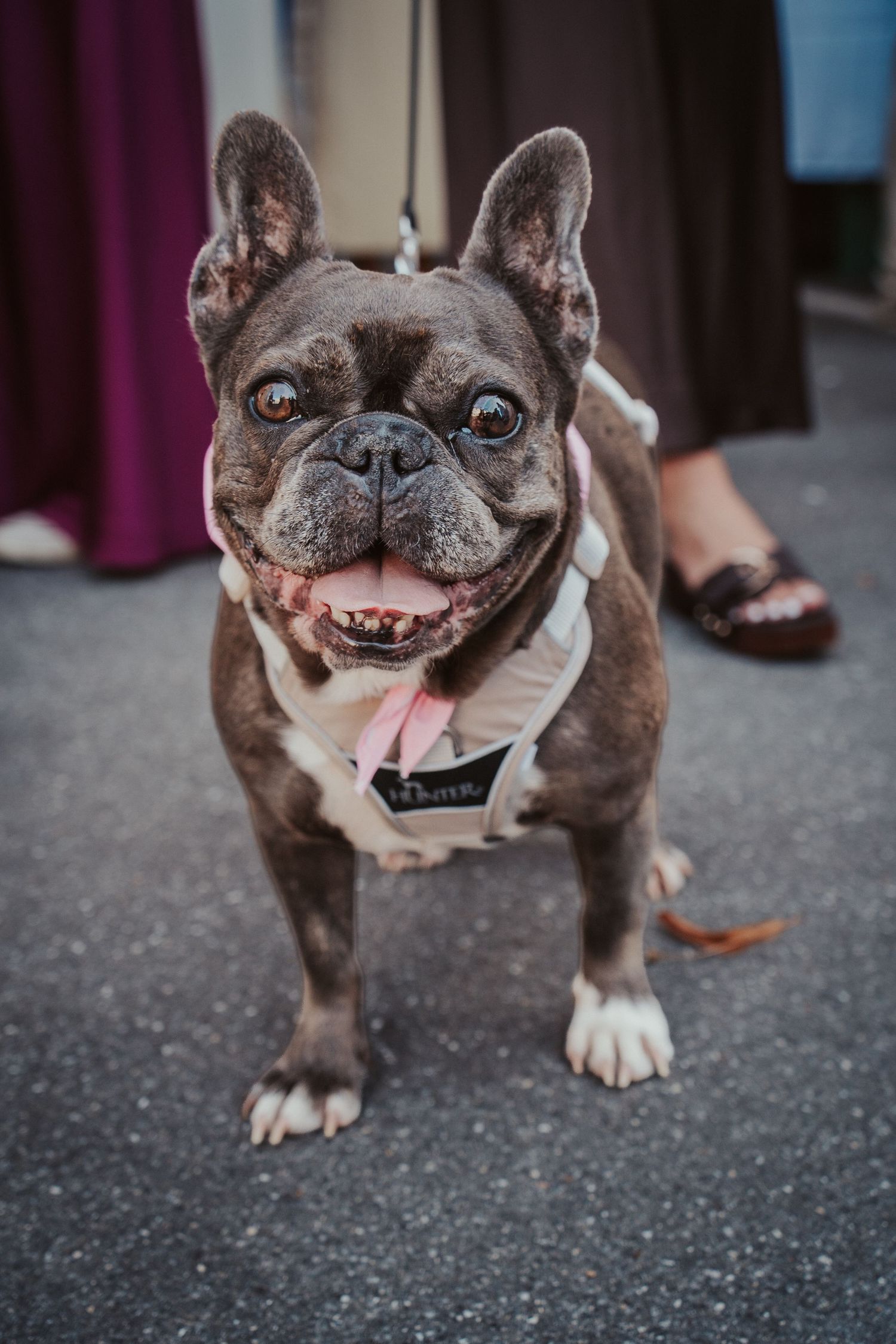 A happy French Bulldog wearing a white bow tie sits on pavement, tongue out, on a leash at an outdoor event.
