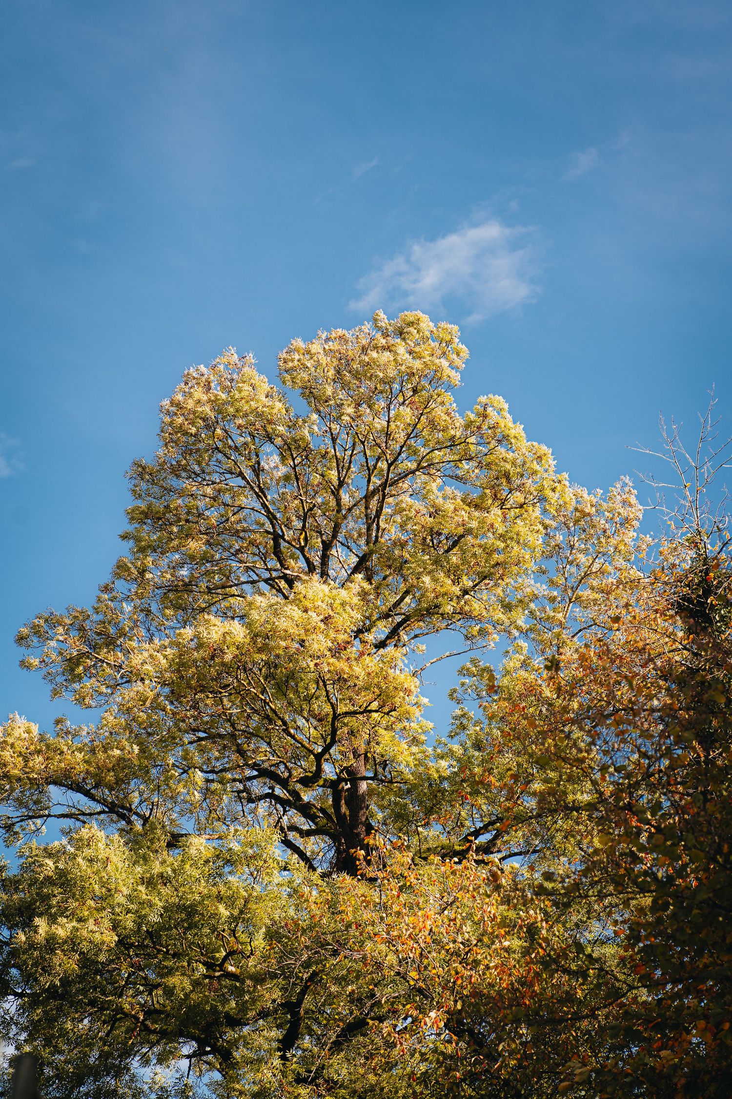 Autumn tree with golden yellow leaves against bright blue sky in fall season landscape.
