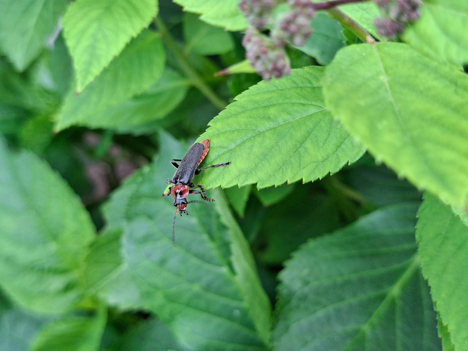 A red and black firefly beetle perched on bright green serrated leaves in a natural garden setting.