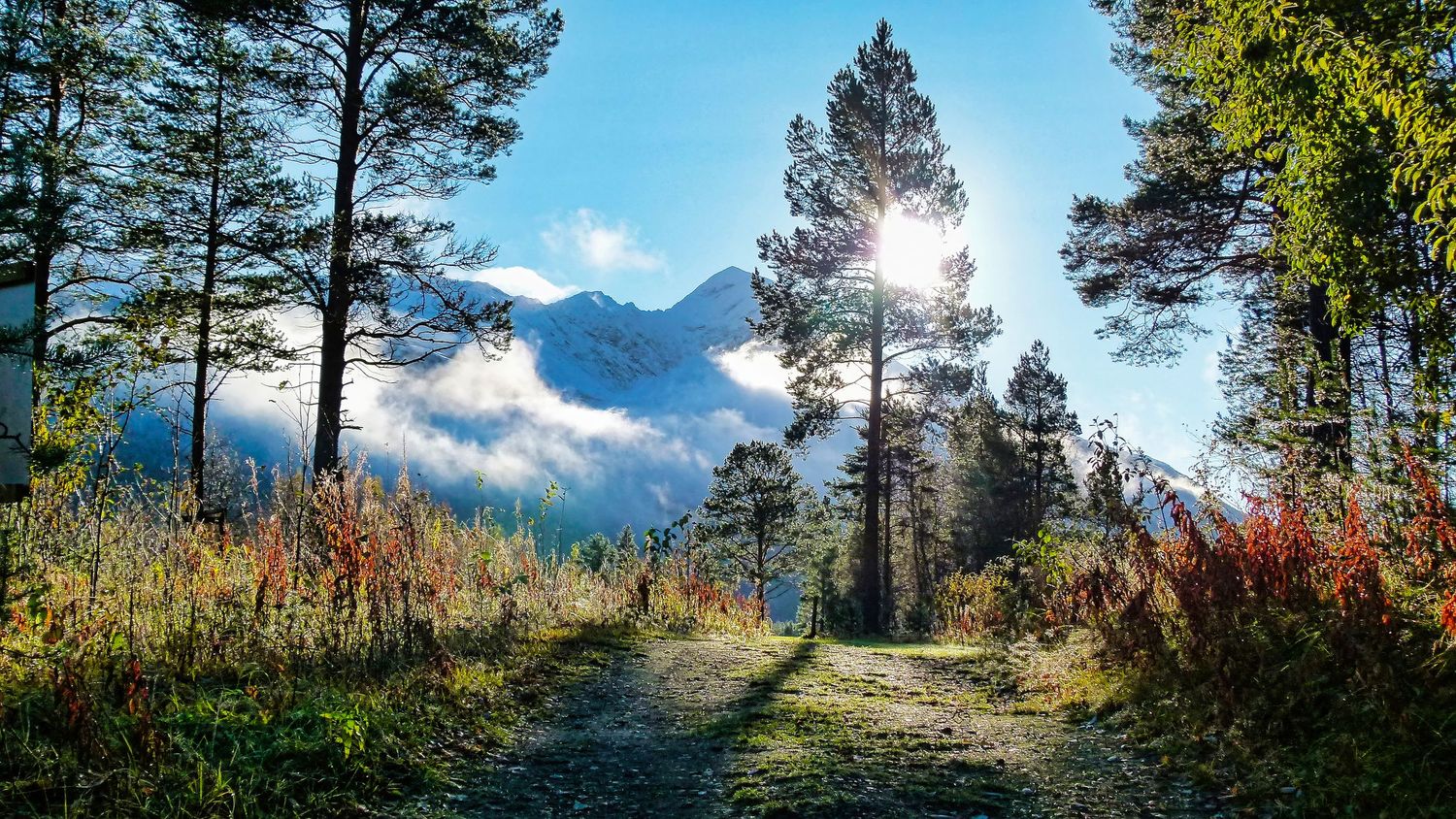 Sunlit forest trail leading to misty mountains with tall pine trees and colorful autumn foliage on a clear day.