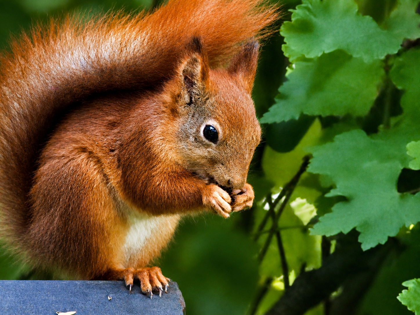 A red squirrel sitting on a ledge eating a nut, surrounded by lush green leaves in a natural outdoor setting.