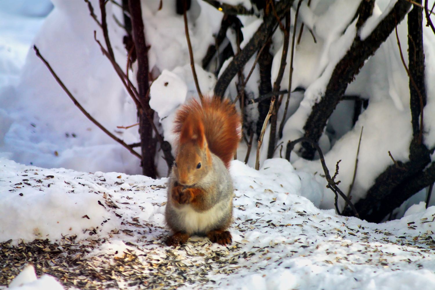 Red squirrel sitting in snow holding food, surrounded by seeds and bare winter branches.