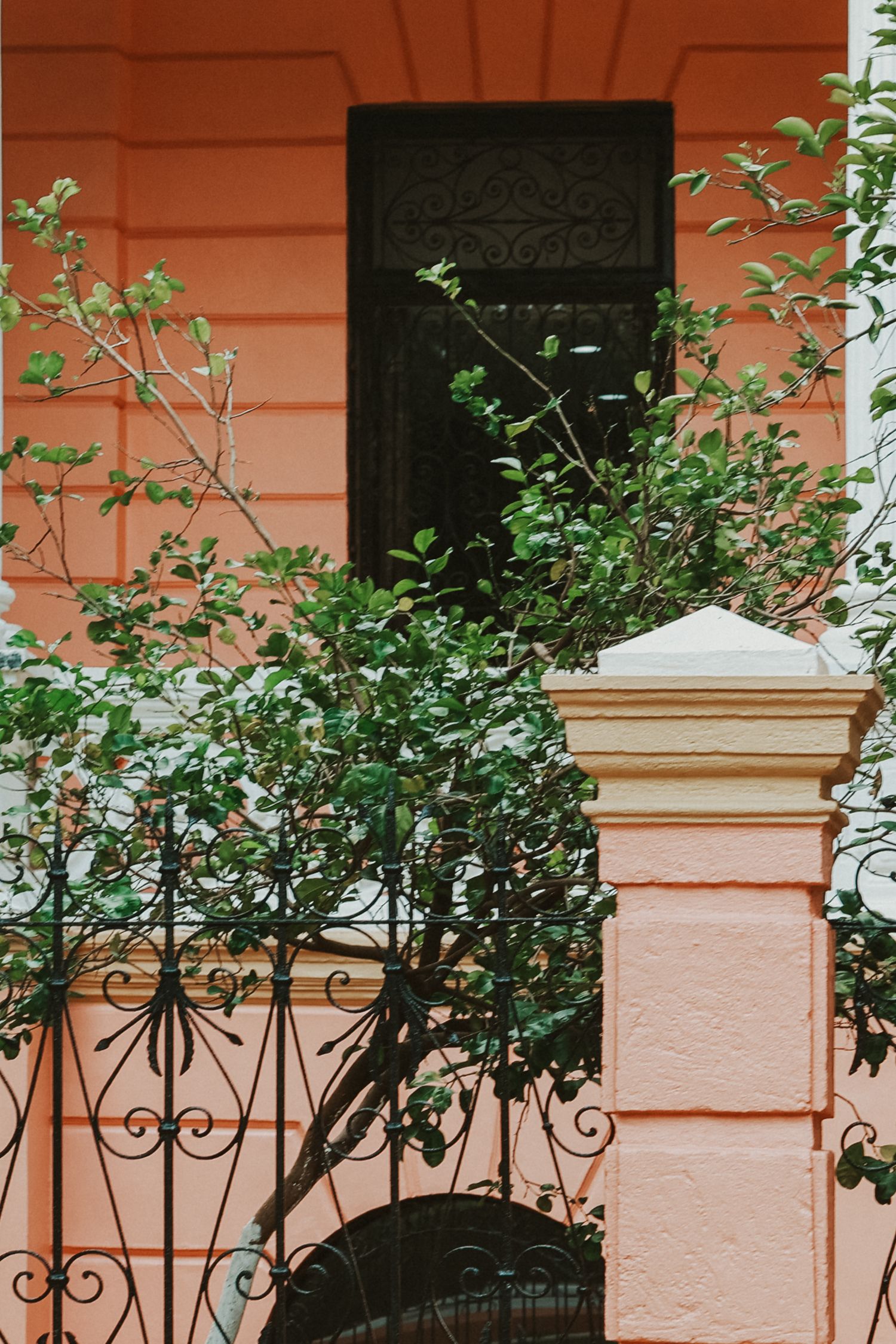 Pink colonial building facade with ornate black iron gate and lush green shrubs in foreground.