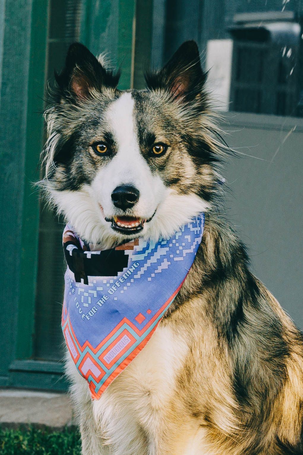 Border Collie dog wearing a colorful geometric patterned bandana sitting outdoors in natural light.