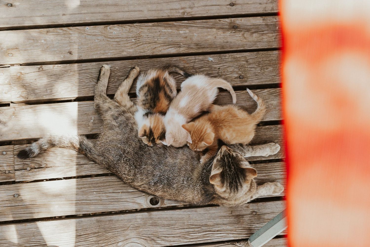 A mother cat nursing her litter of newborn kittens on a rustic wooden deck in sunlight.