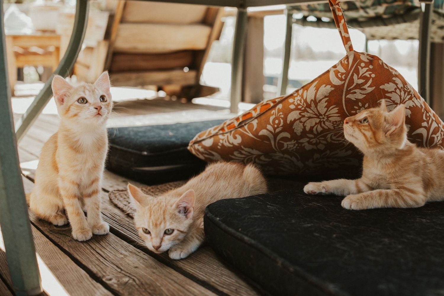 Three adorable orange and white kittens relaxing on a wooden surface near colorful cushions outdoors.