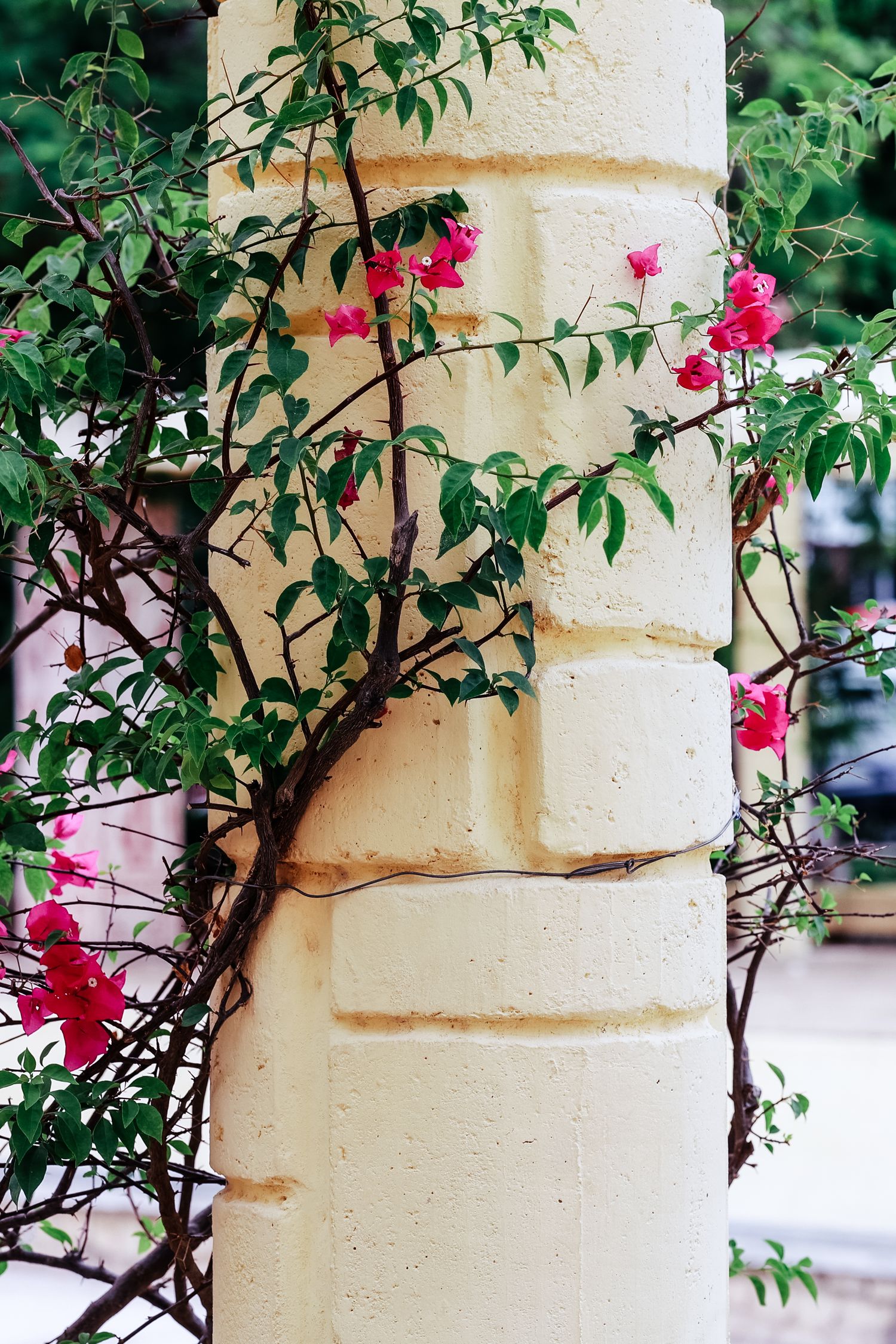 Pink bougainvillea flowers climbing a cream-colored stone pillar with green leaves.