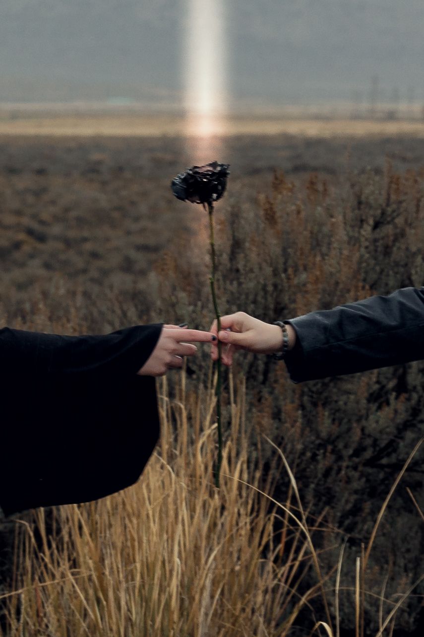 Two hands passing a single dark flower in a dramatic open field with a light beam background.