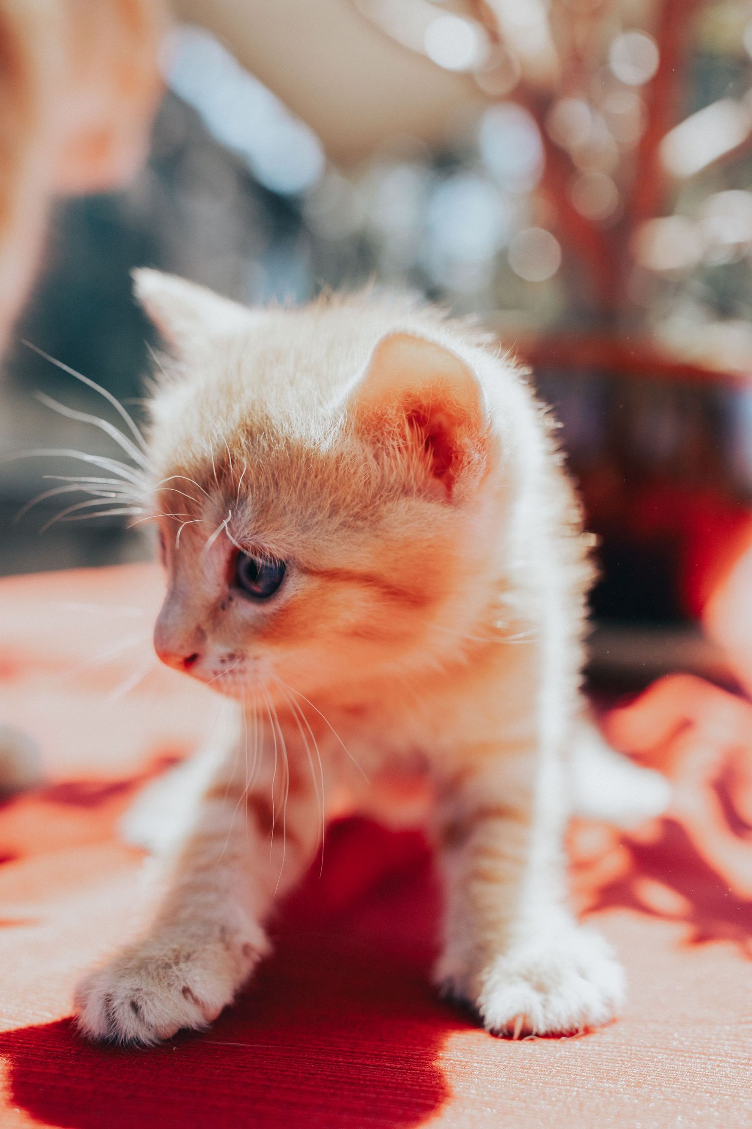 A tiny white and orange newborn kitten stands on a red surface in soft warm lighting.