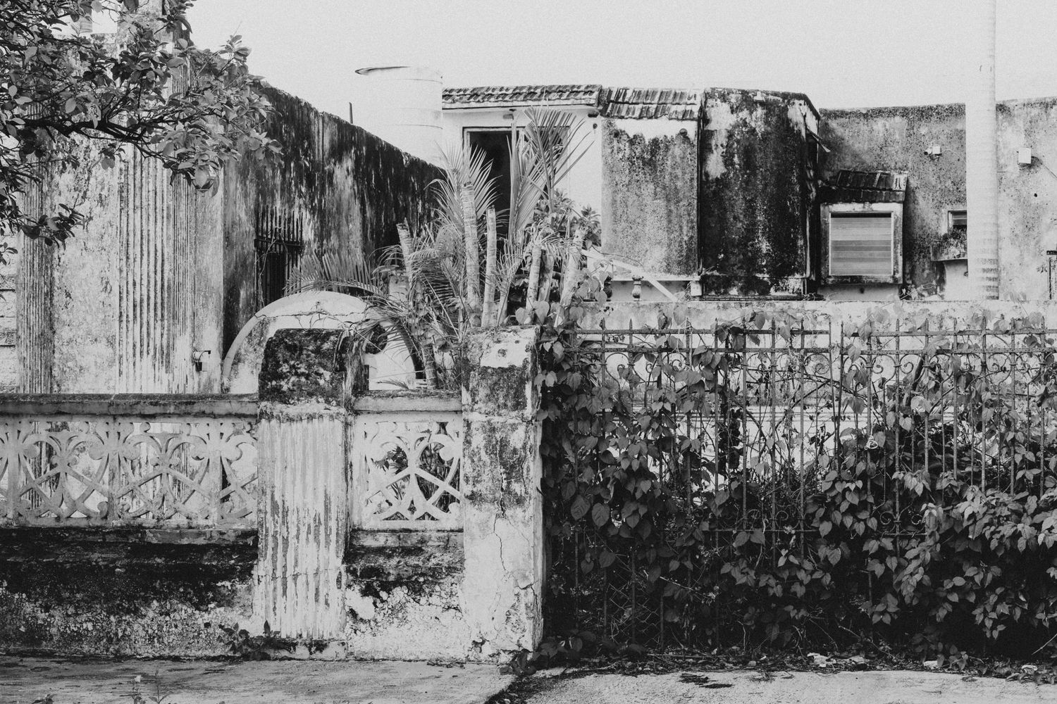 Black and white photo of an abandoned property with overgrown vegetation and deteriorating structures.