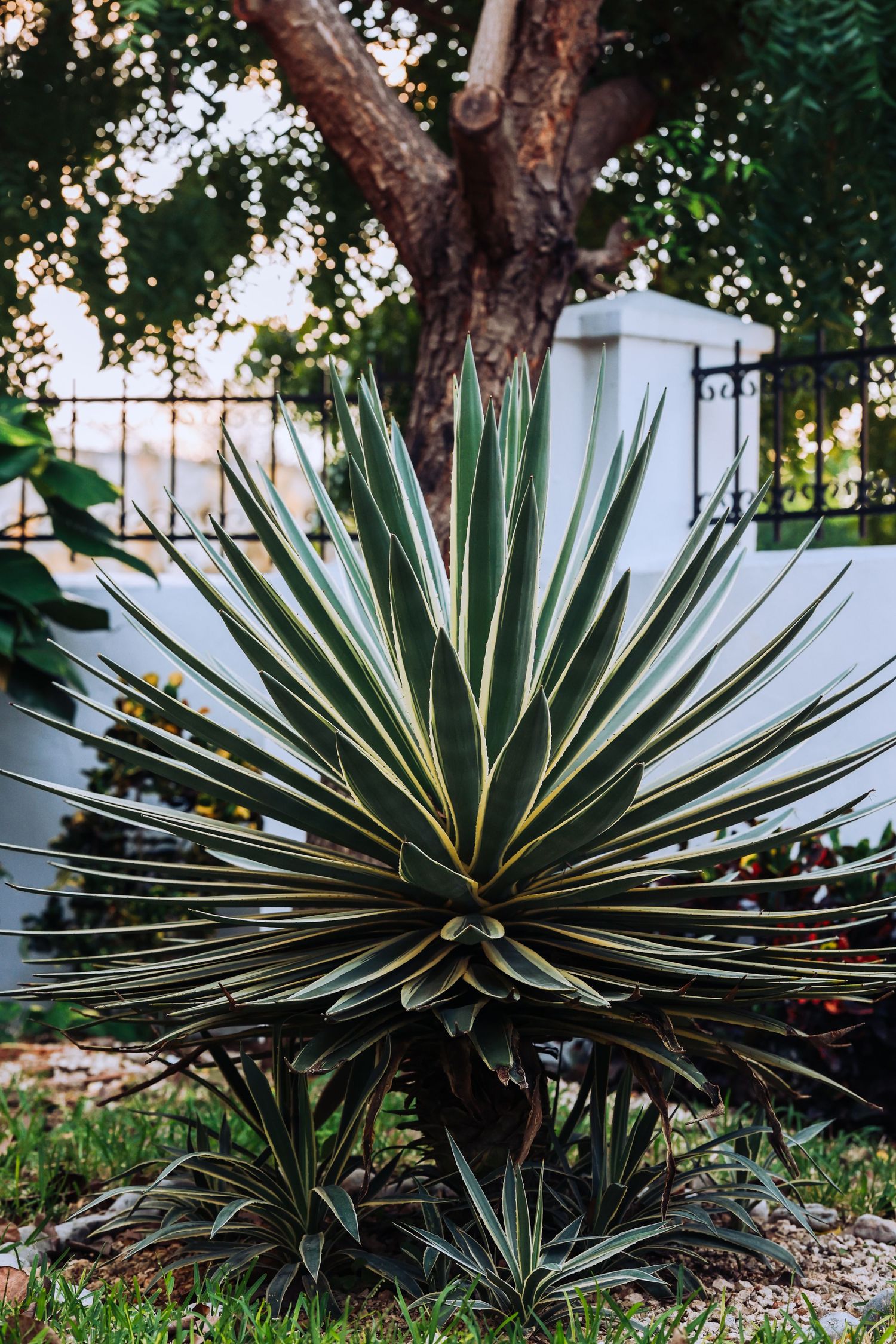 A large variegated agave plant with spiky green and yellow leaves in a garden setting.