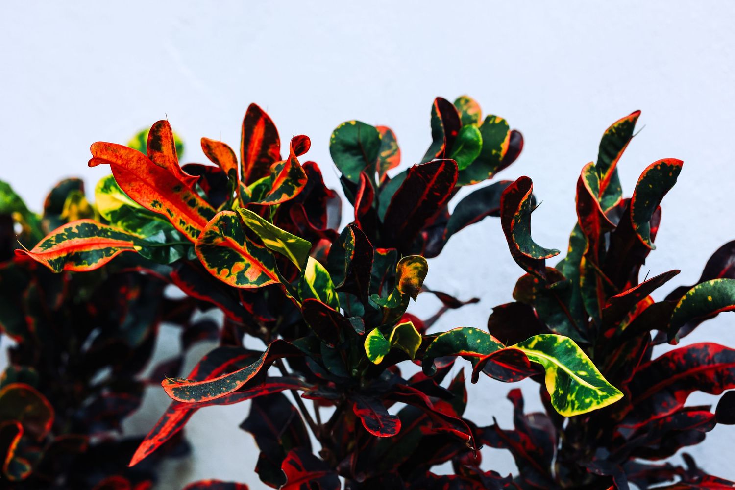 Vibrant croton plant with red, green, and yellow spotted leaves against a light background.