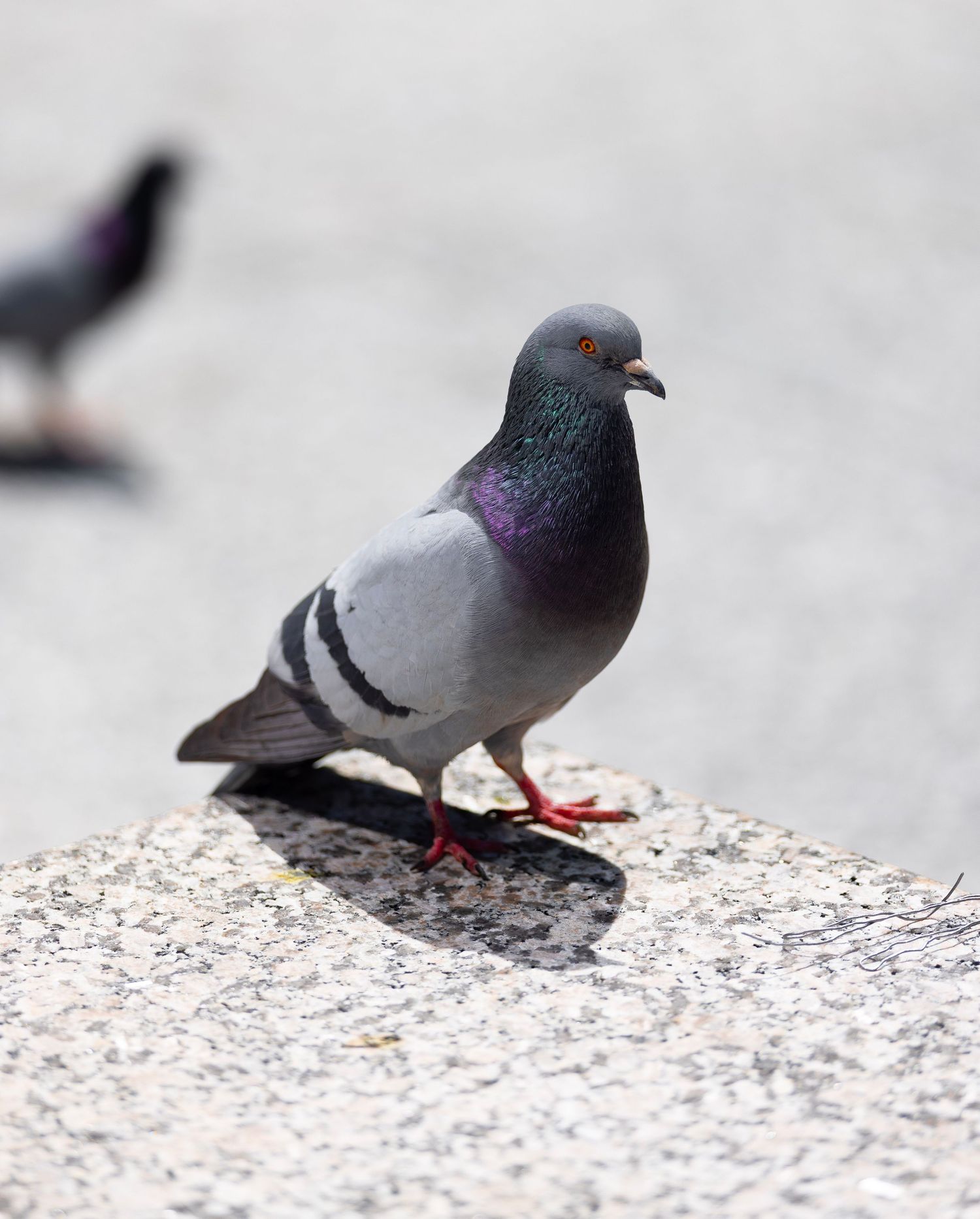 Animal Photography