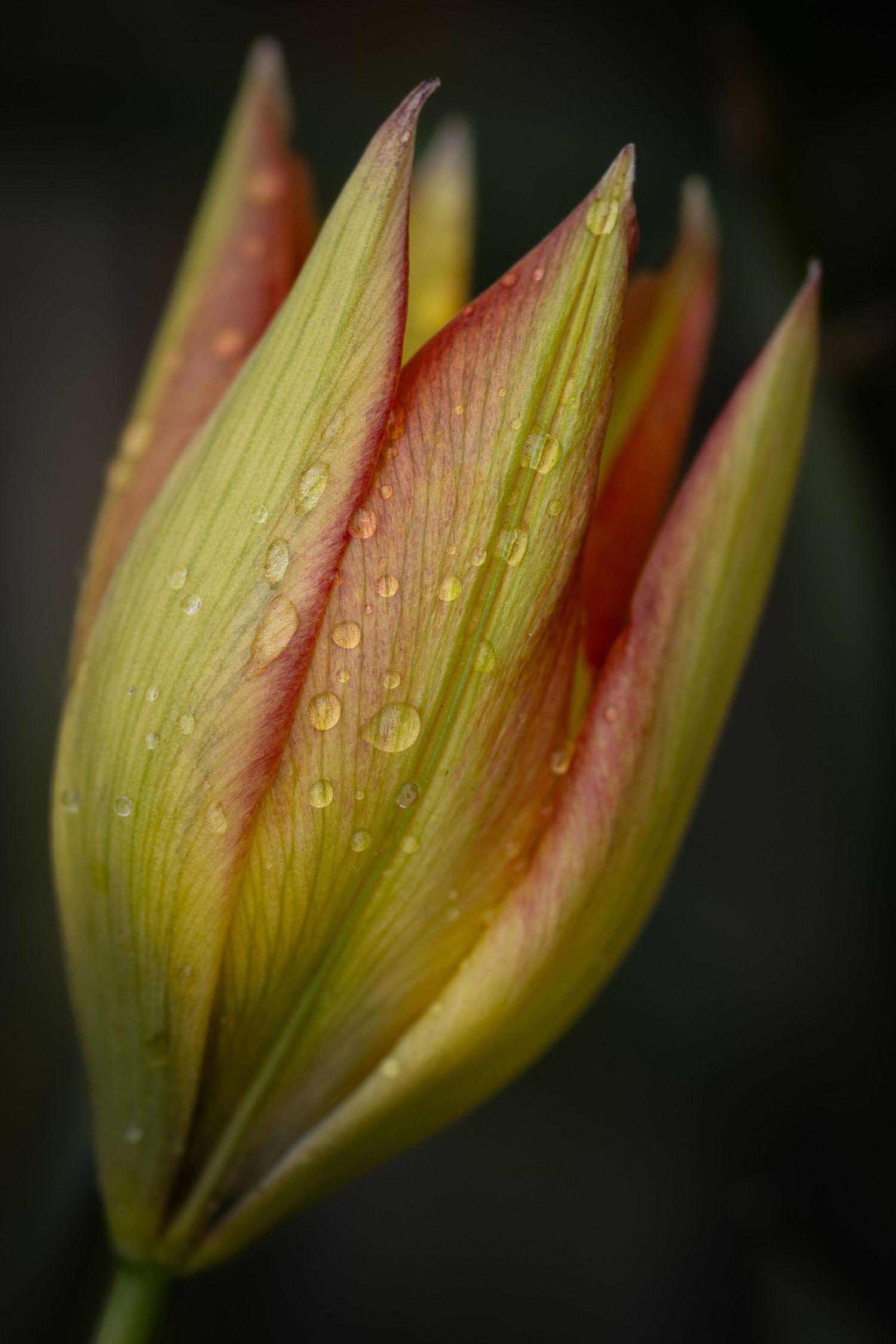 A closed tulip rises with pointed petals and jeweled droplets, carrying the posture of something being prepared for ceremony.