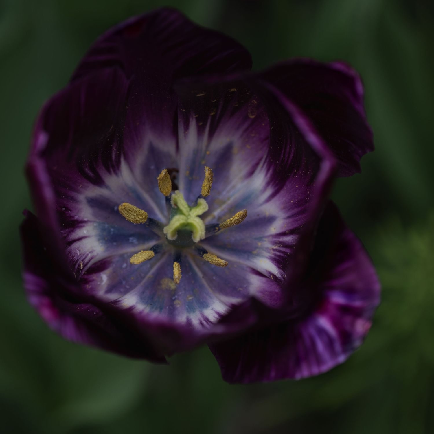 Deep purple petals surround a luminous center, creating the feeling of a hidden room where color and shadow keep counsel.
