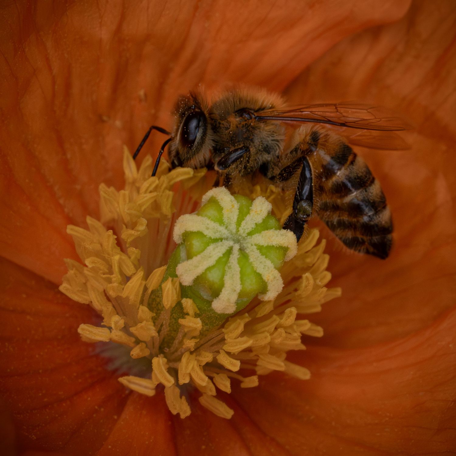 A honeybee works inside an orange bloom, surrounded by pollen-rich structures that turn the flower into a glowing place of labor.