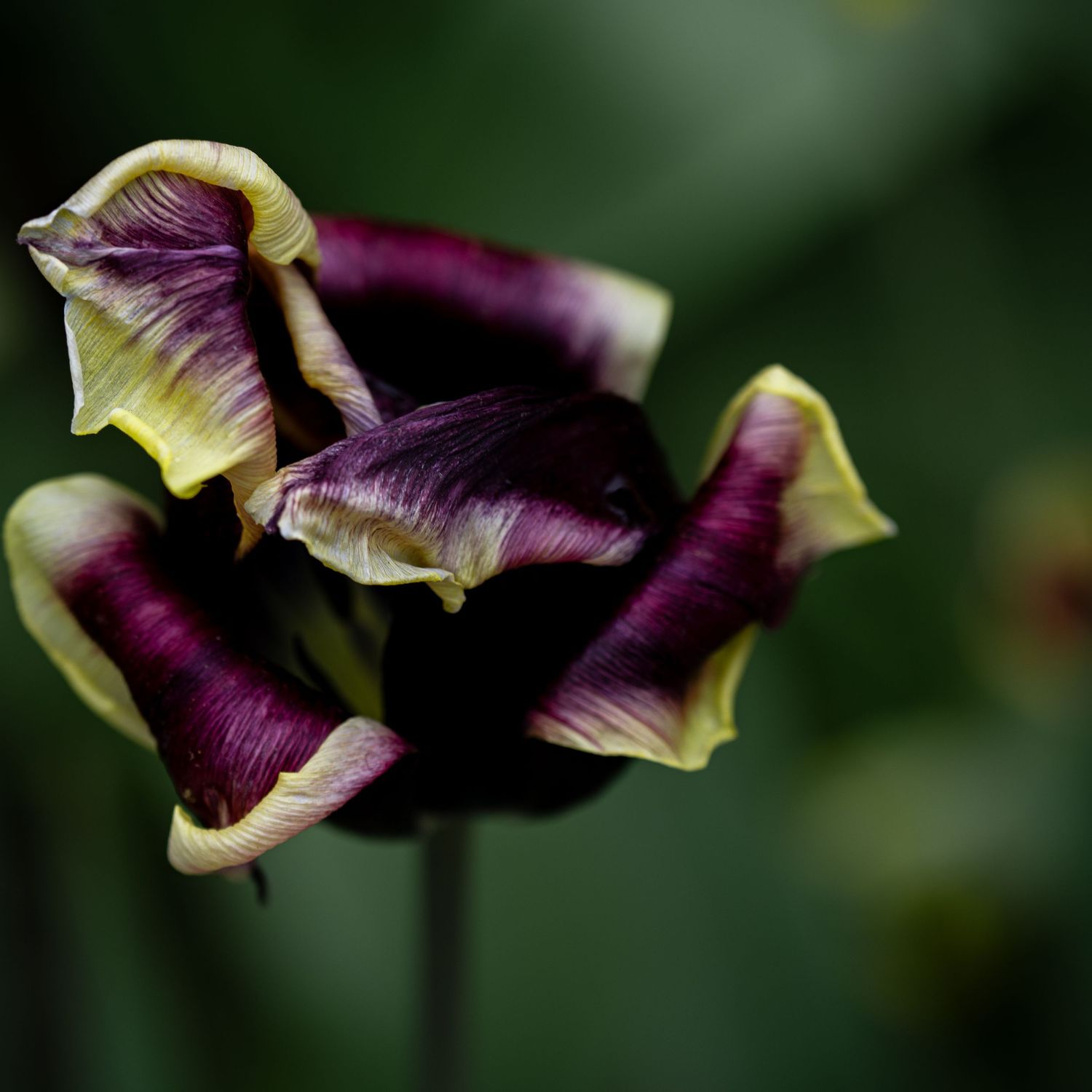 A dark tulip curls and folds against itself, its pale edges catching light while the interior holds shadow and tension.