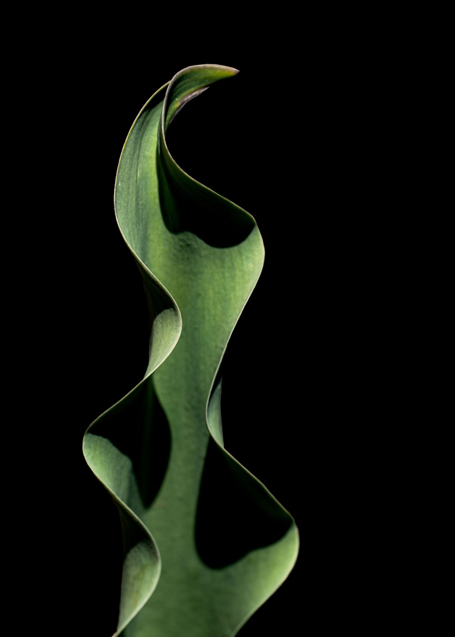 A single green tulip leaf twists upward like a ribbon, using shadow and curve to suggest motion without haste.