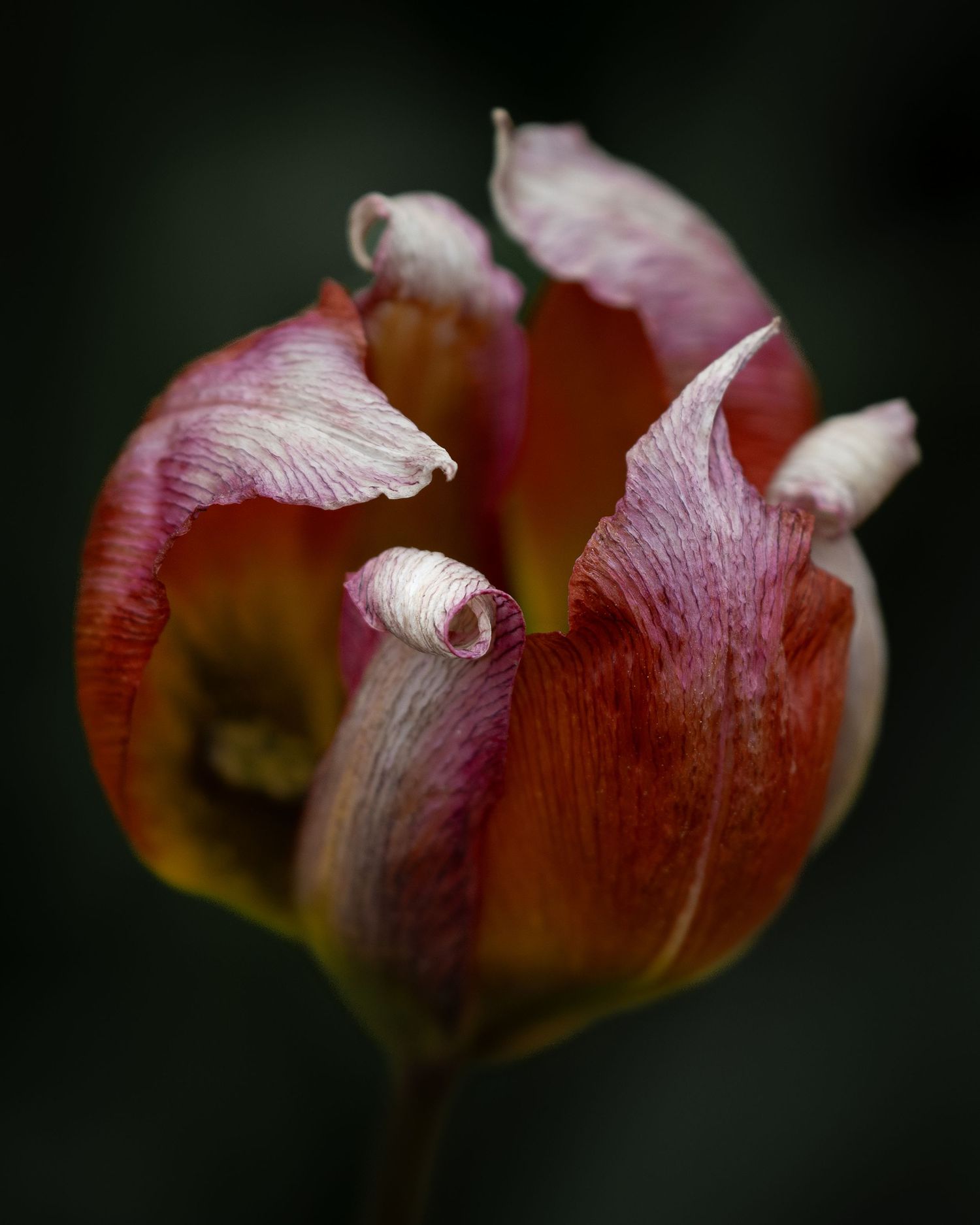 Curled petals lean in different directions, creating a living arrangement of personalities, boundaries, and closeness.