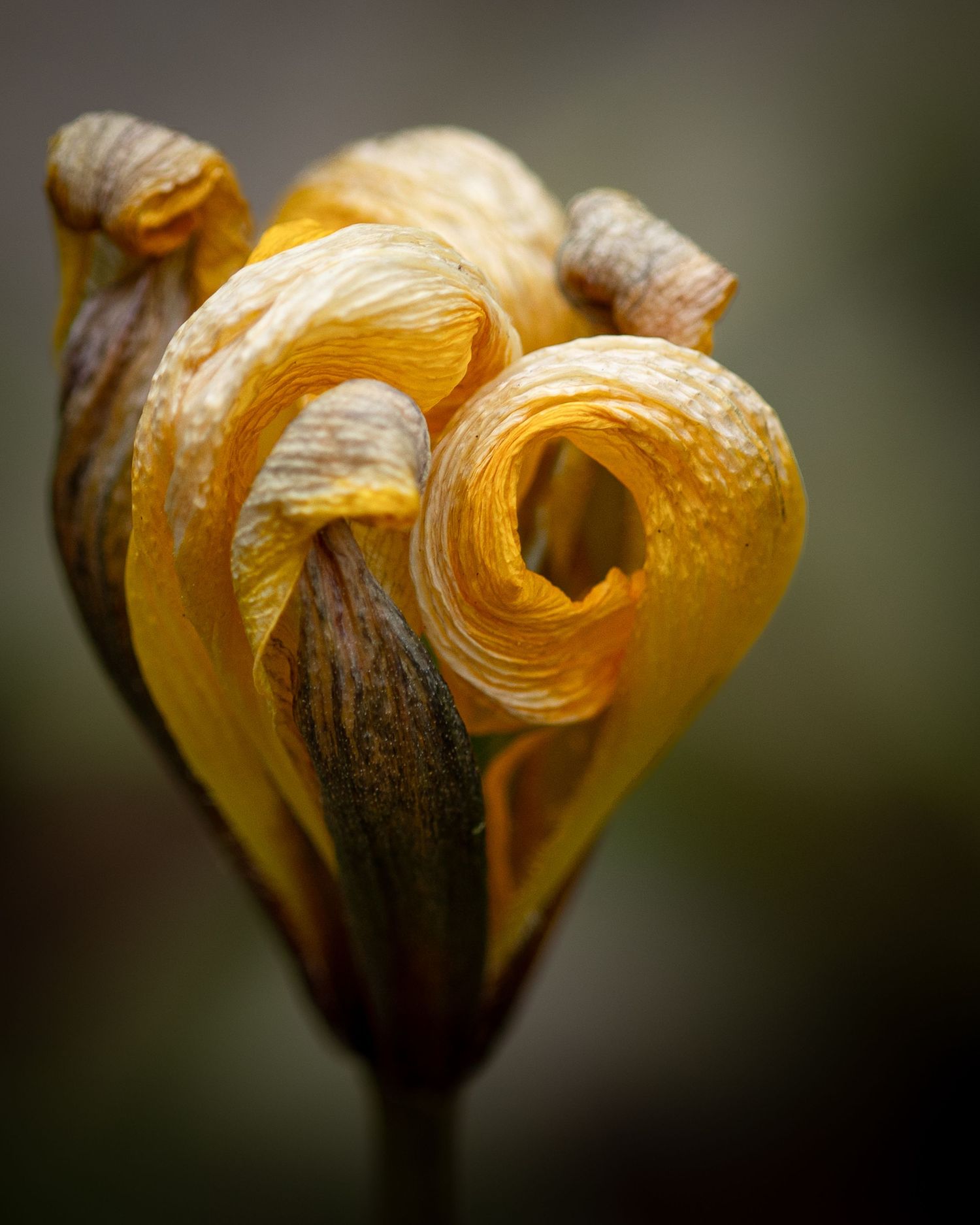 Golden petals curl inward with soft age and texture, holding warmth even as the bloom begins to recede.