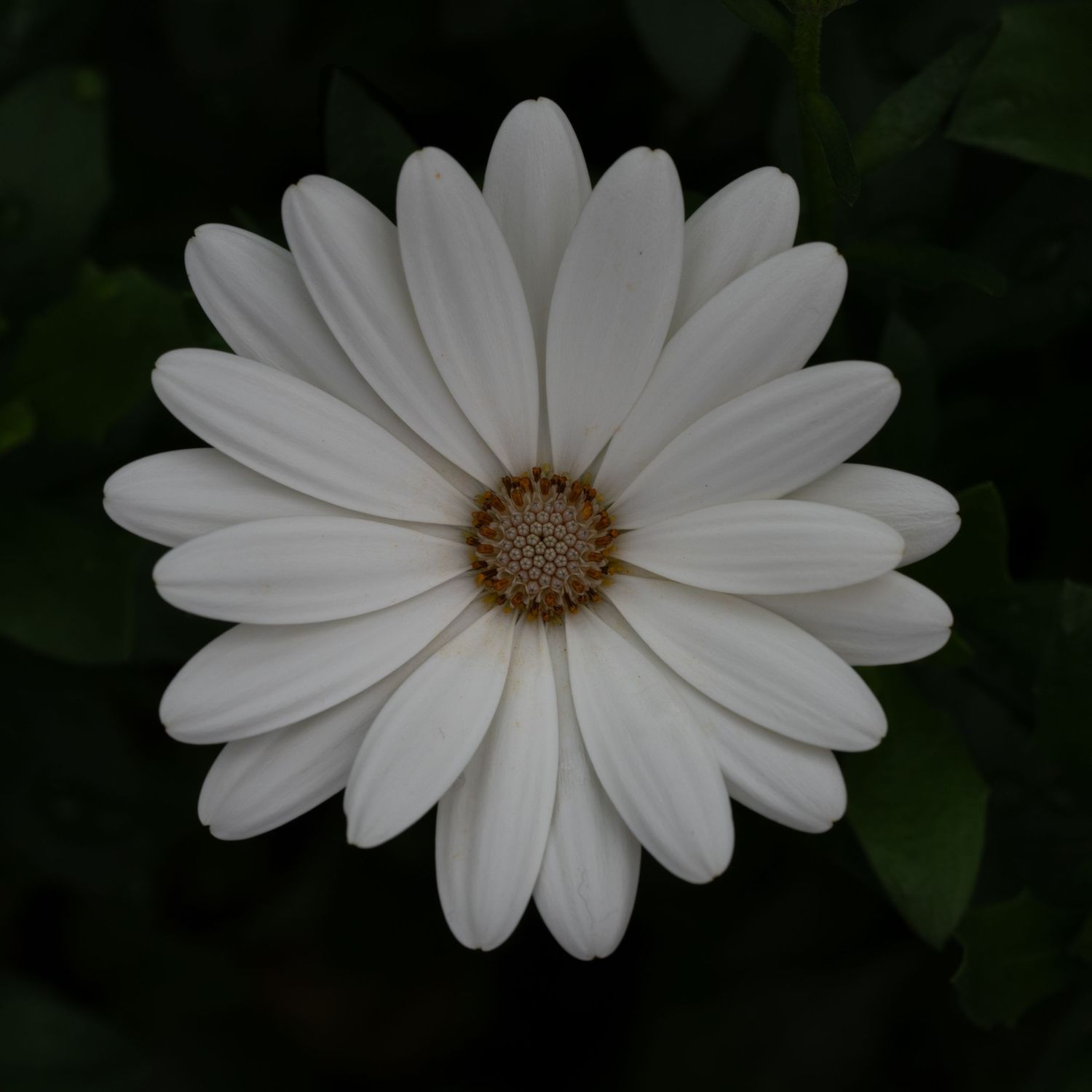 A white daily showing symmetry and serenity.