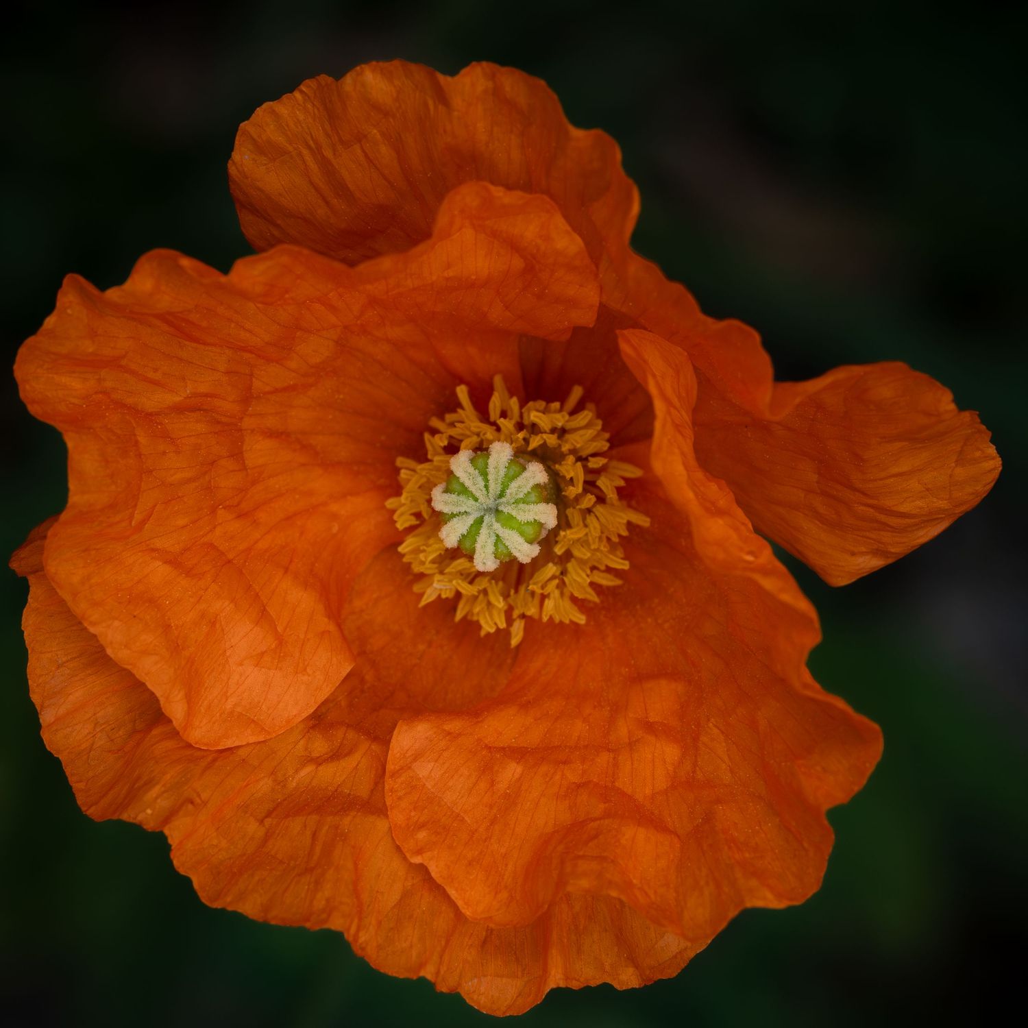An orange flower opens to reveal a busy center of repeated forms, like a tiny botanical workshop in full motion.