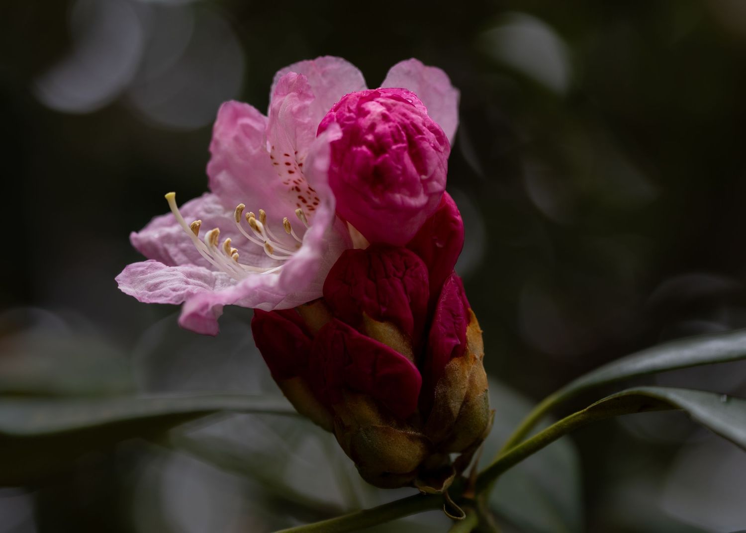 A soft pink blossom emerges beside a deep red bud, creating a relationship image full of contrast and uneasy charm.