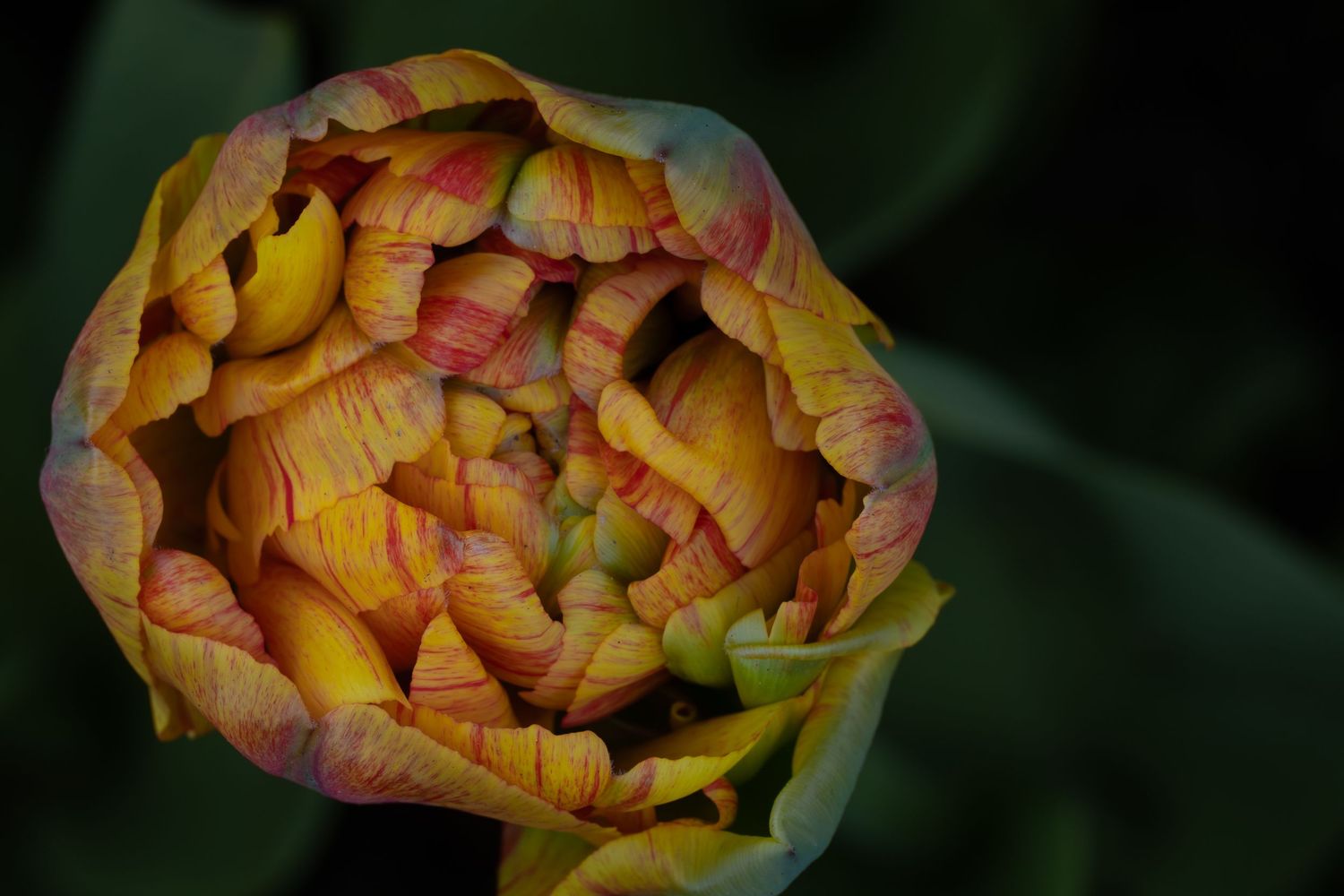 Folded petals crowd together in a dense interior, creating the feeling of thoughts gathering long after the day should be done.