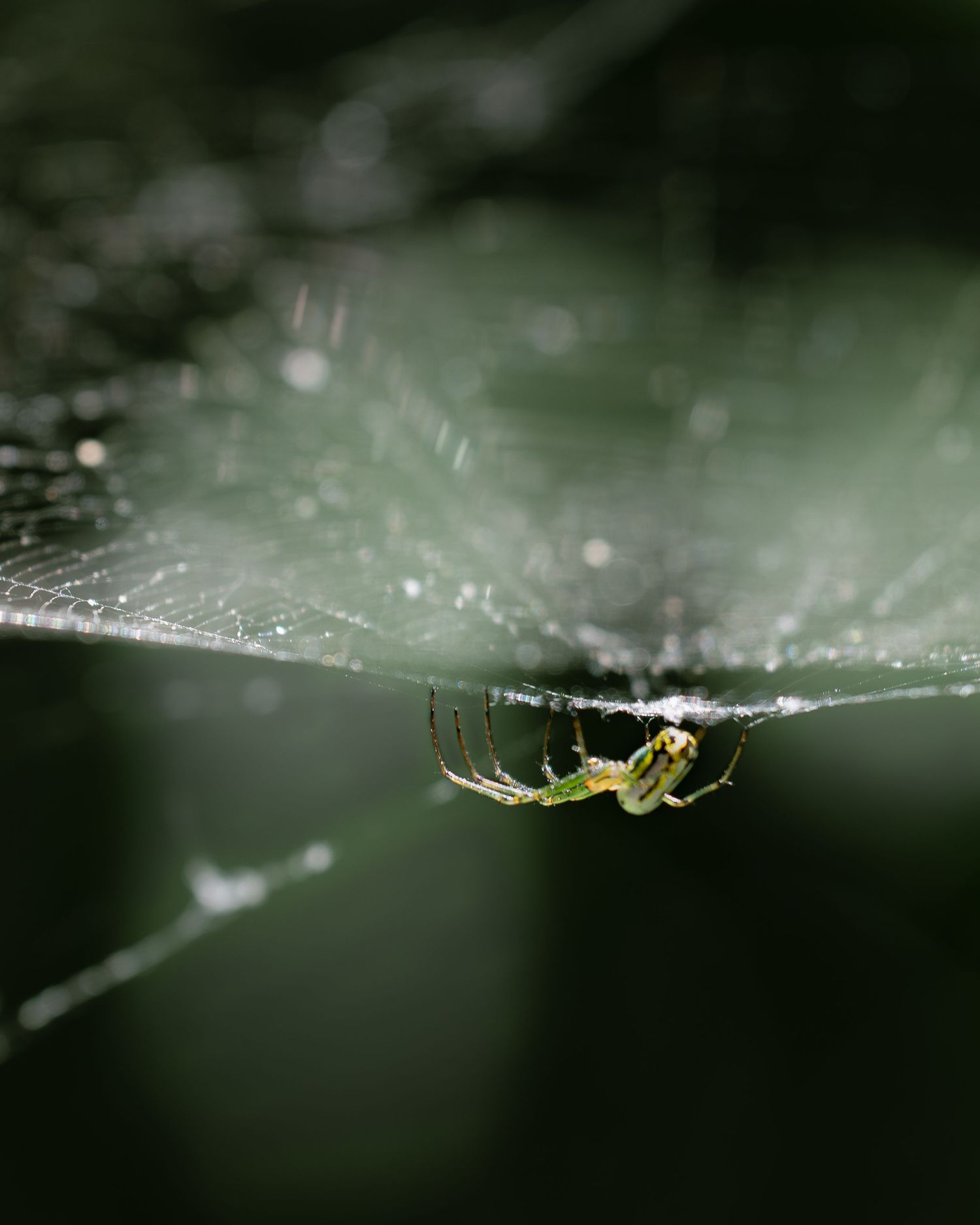 A tiny spider works beneath a glistening sheet of web, turning silk and dew into an intricate garment of light.