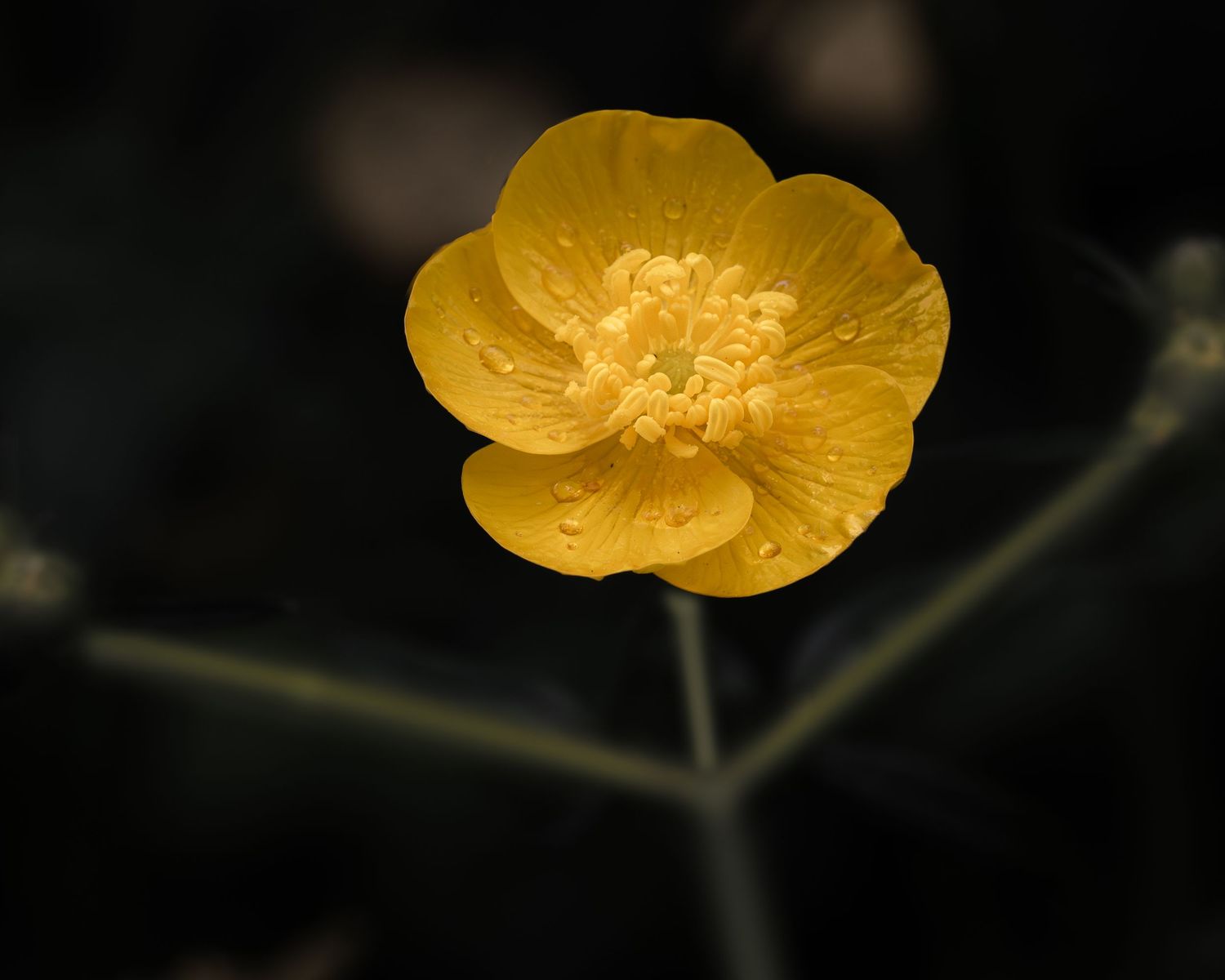 A yellow bloom holds drops of sweat across its petals, standing bright against a dark background with stems held to the side like a winner.