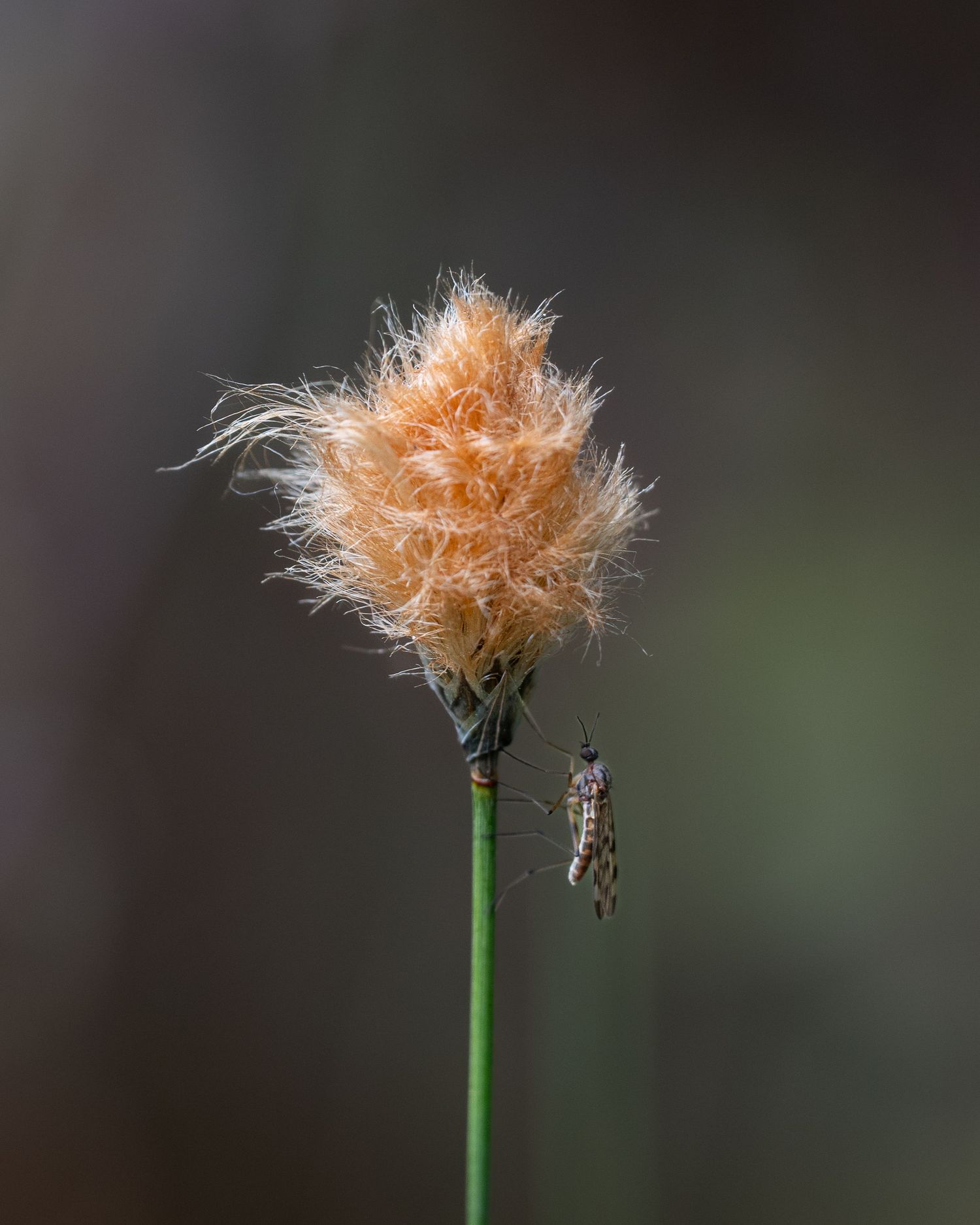 A tiny insect pauses on a soft seed head, transforming an overlooked botanical detail into an intimate portrait of unexpected companionship.