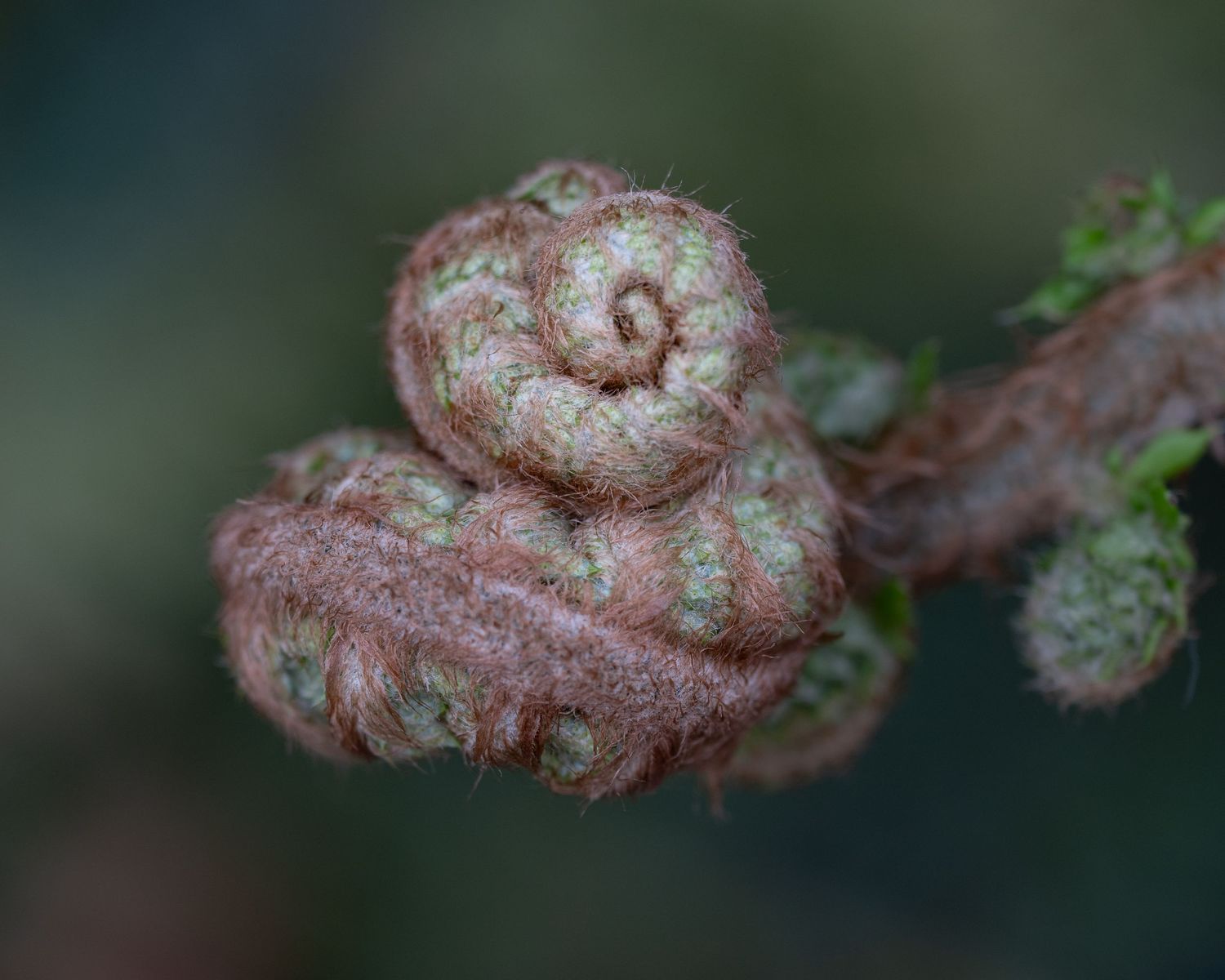 Curled fern fronds nest together in soft brown fibers, creating a tender image of beginnings held close.