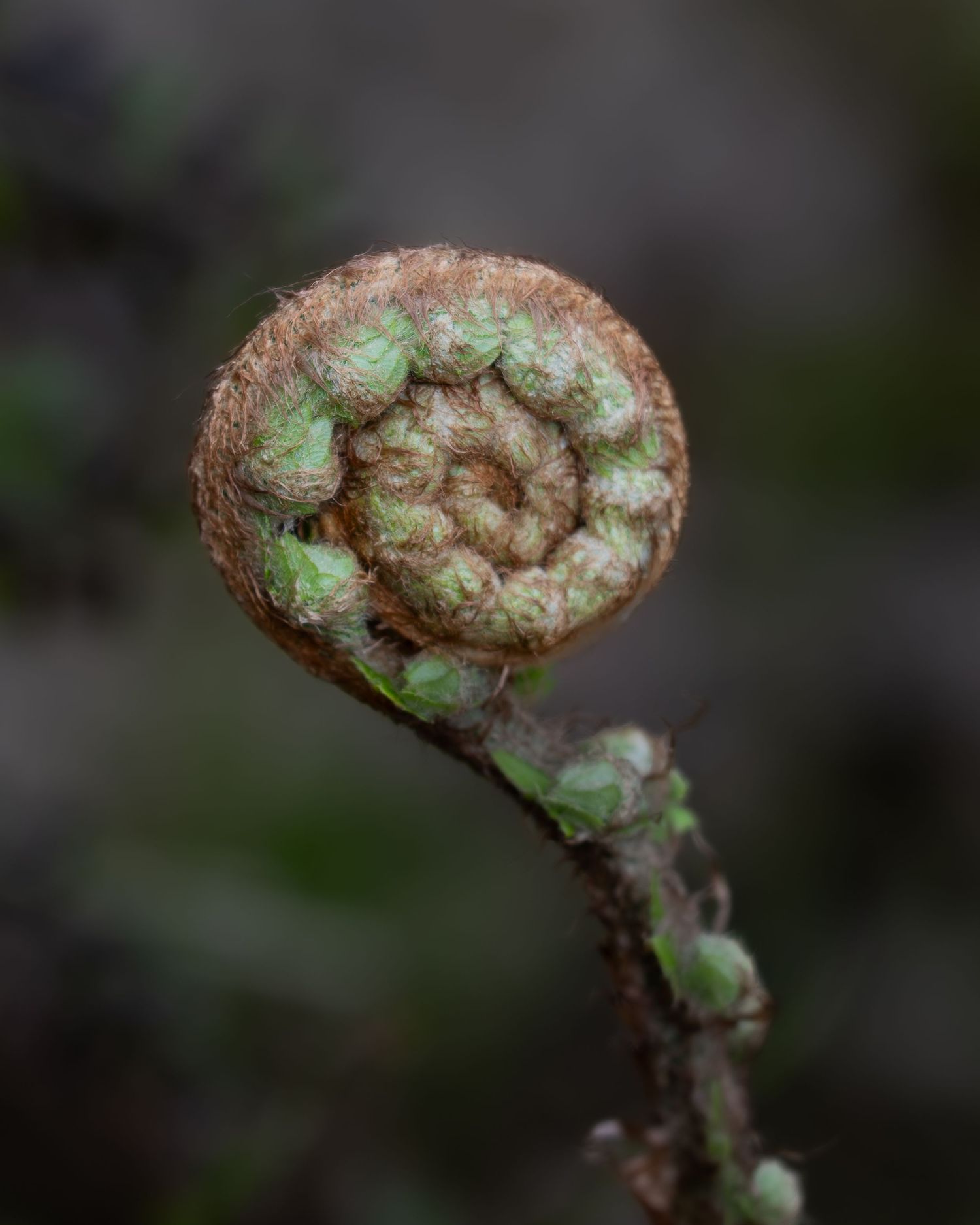 A curled fern frond holds itself like the first note before a song, compact with potential and quiet motion.
