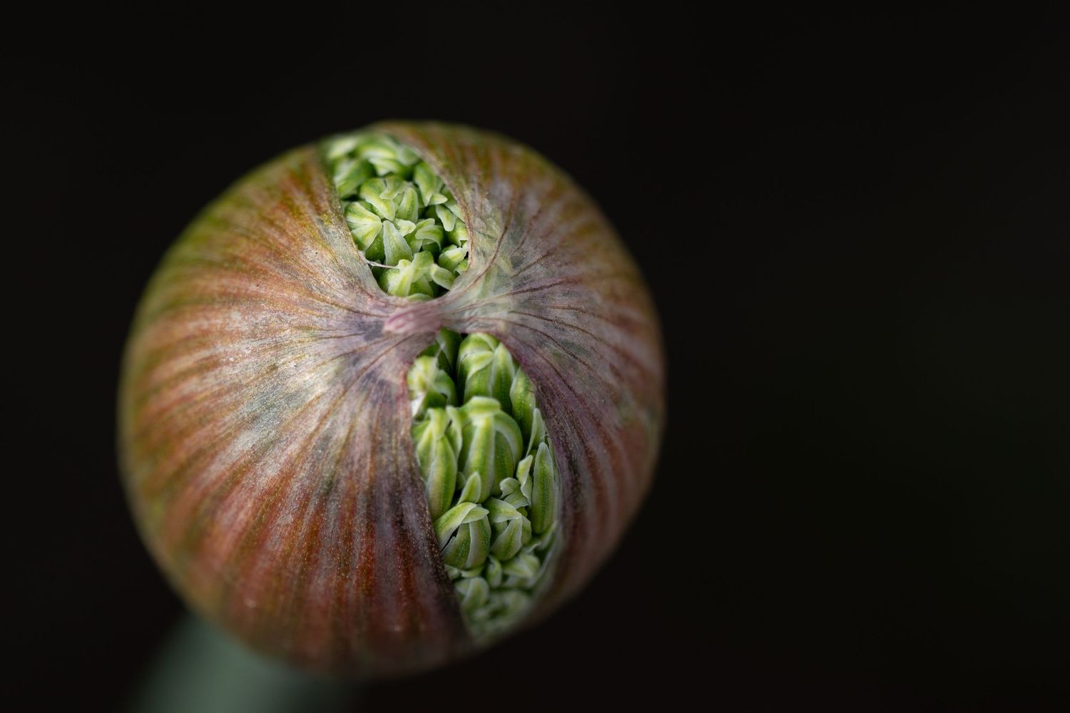 A rounded bud begins to split open, revealing tightly gathered green forms inside its protective outer shell.