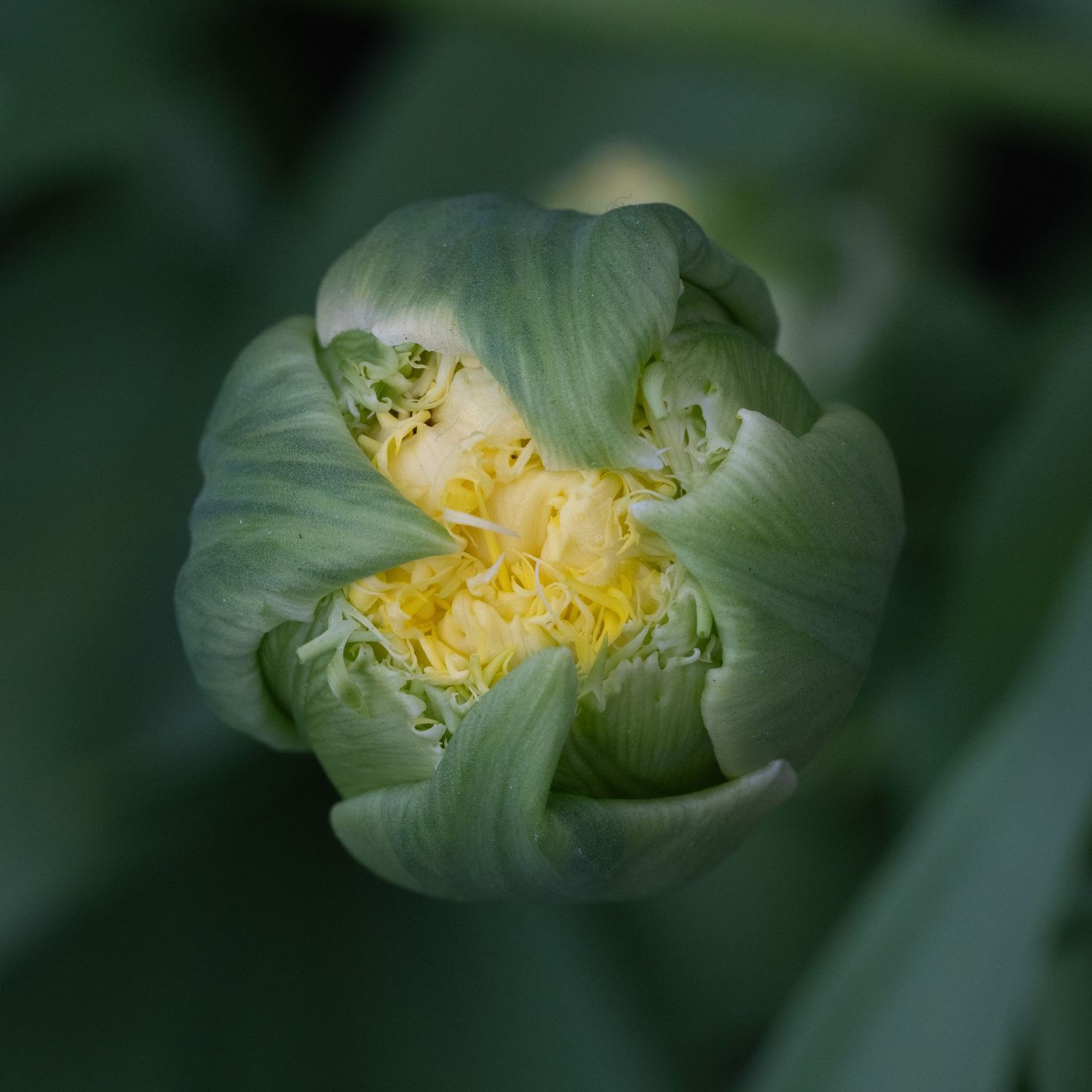 Green petals open around a soft yellow center, creating the sense of new life being held and helped into the light.