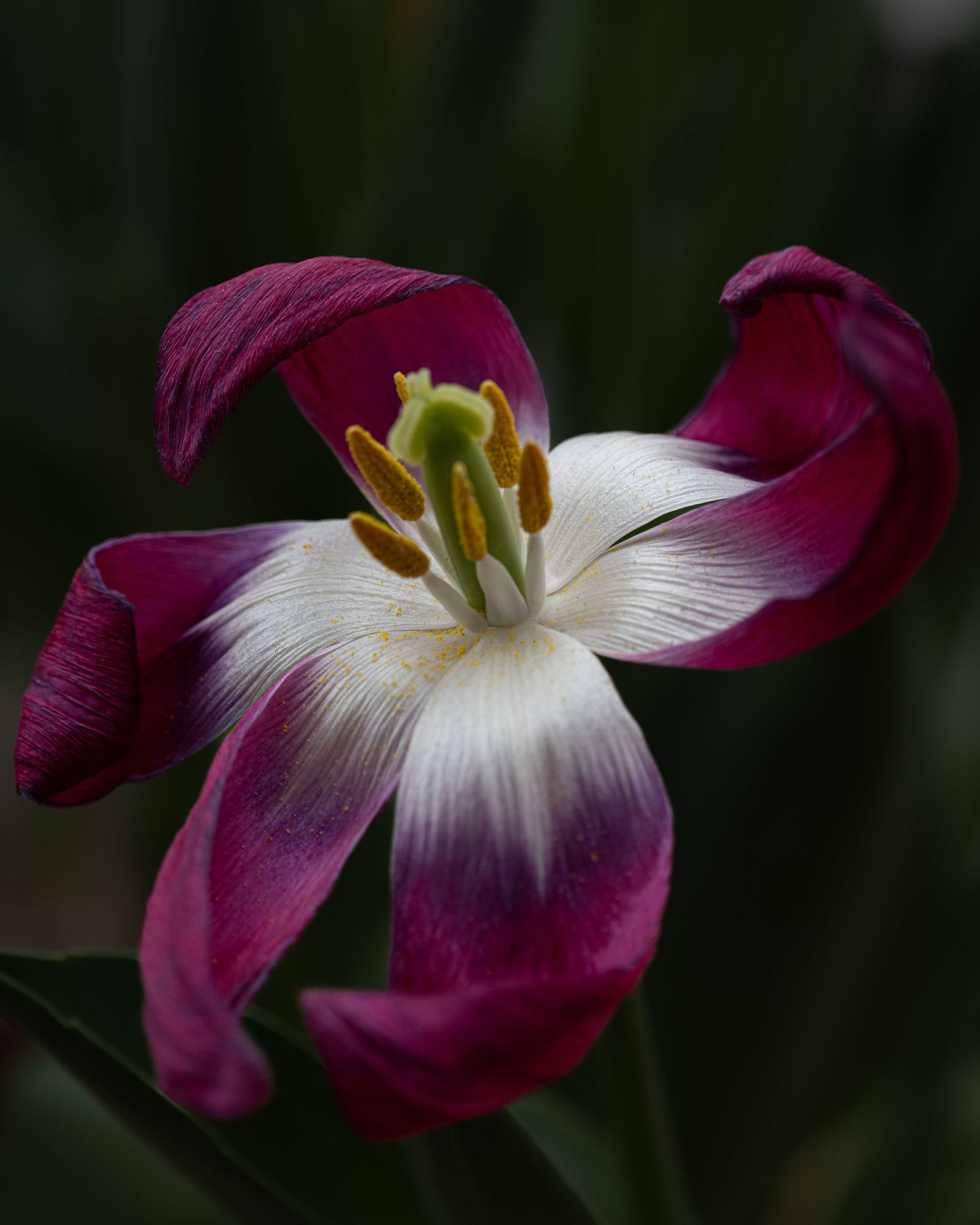 Graceful and expressive, the tulip appears almost choreographed, balancing motion and stillness.